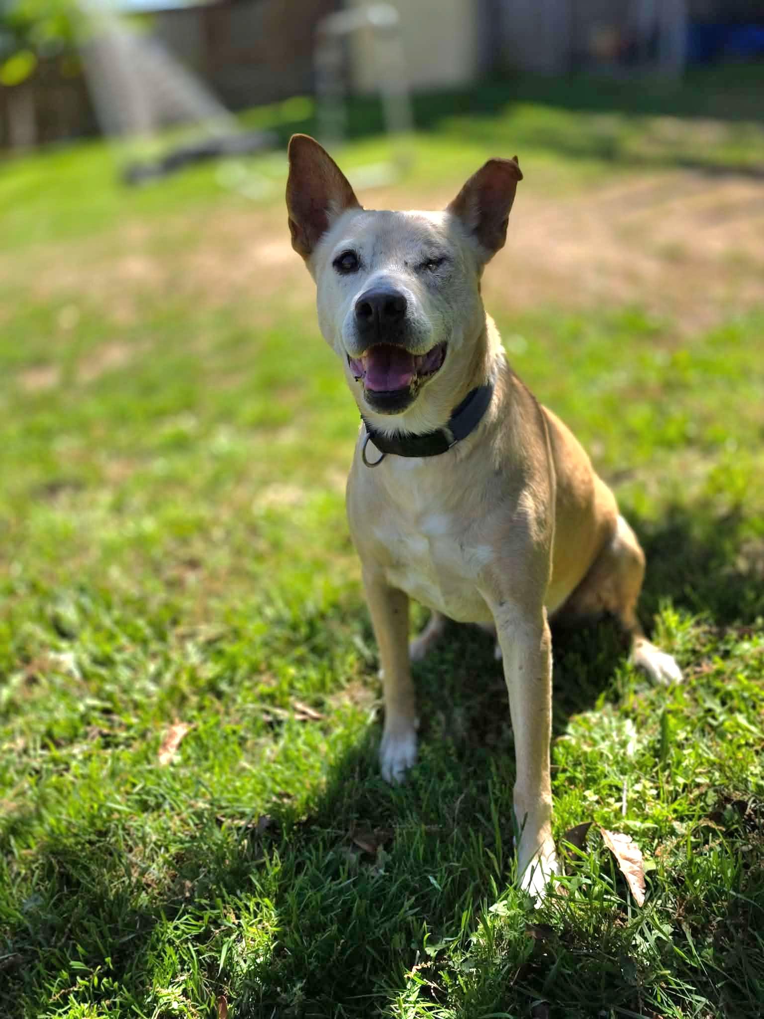 Enlarge Rusty, a Adoptable mixed breed in Princeton, NJ image 5/6