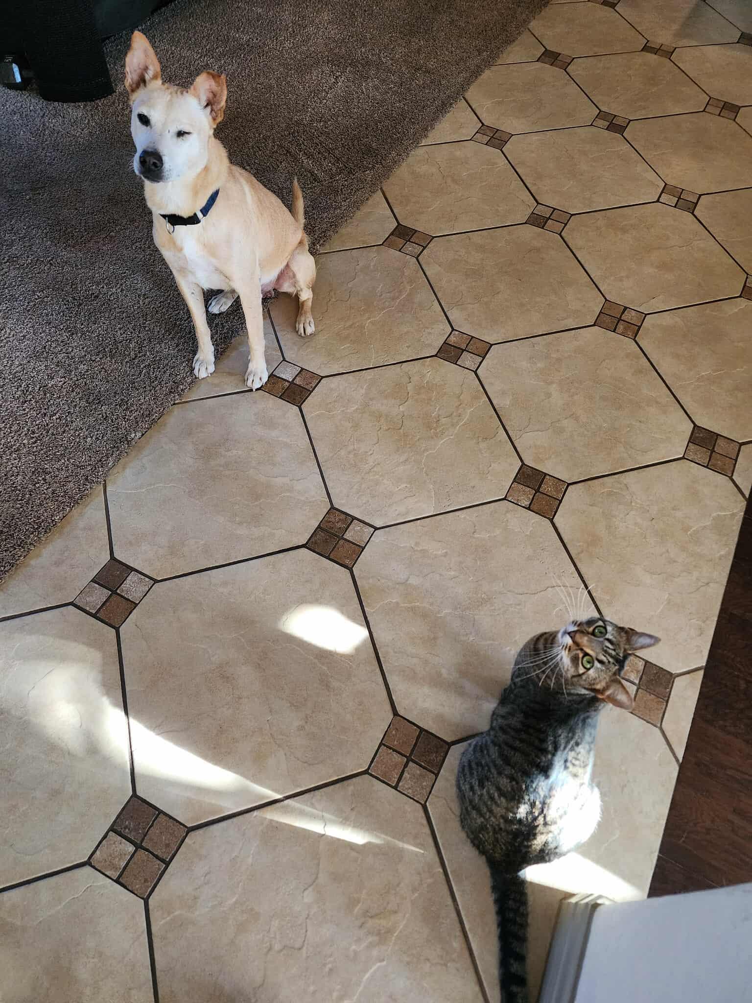 Enlarge Rusty, a Adoptable mixed breed in Albany, NY image 4/6