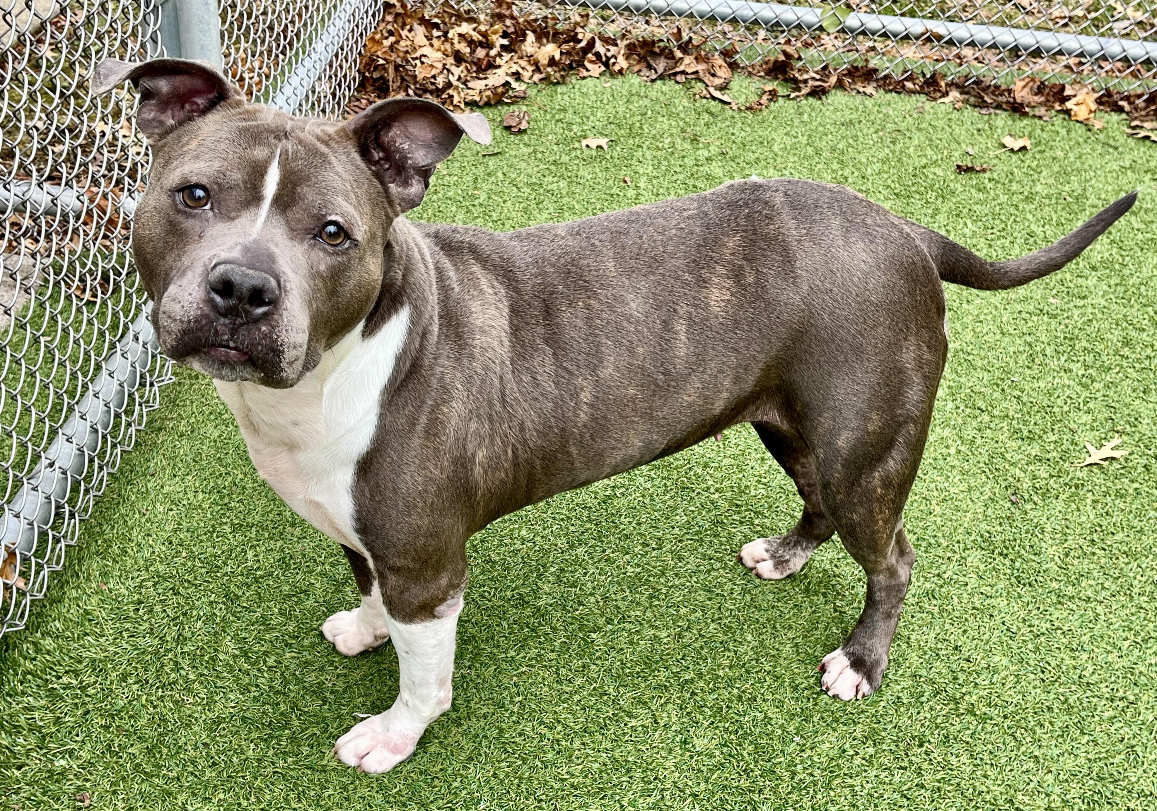 Enlarge Mrs. Merritt, a Adoptable Pit Bull Terrier in Greenwich, CT image 4/4