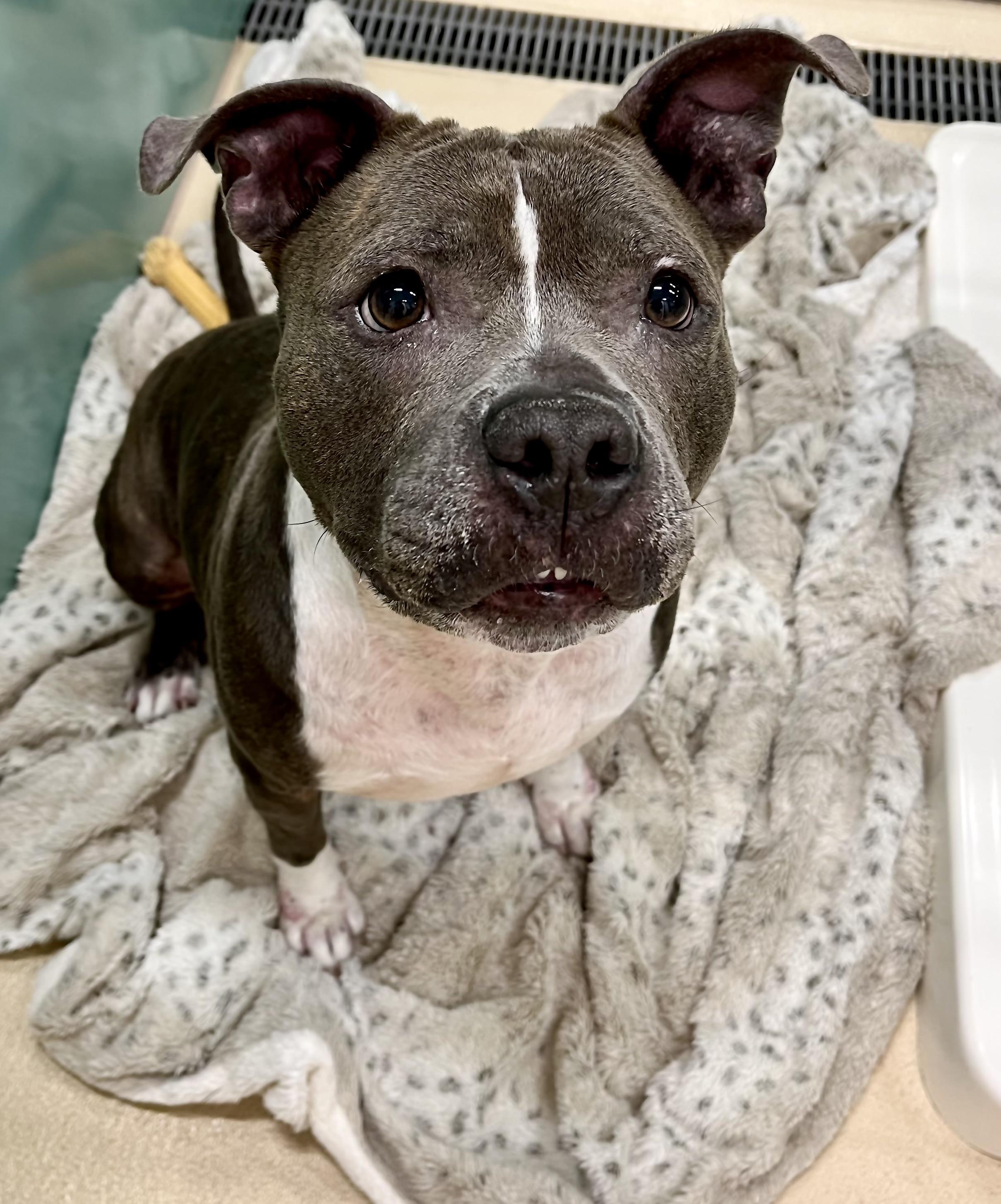 Mrs. Merritt, Adoptable, Adult Female Pit Bull Terrier.