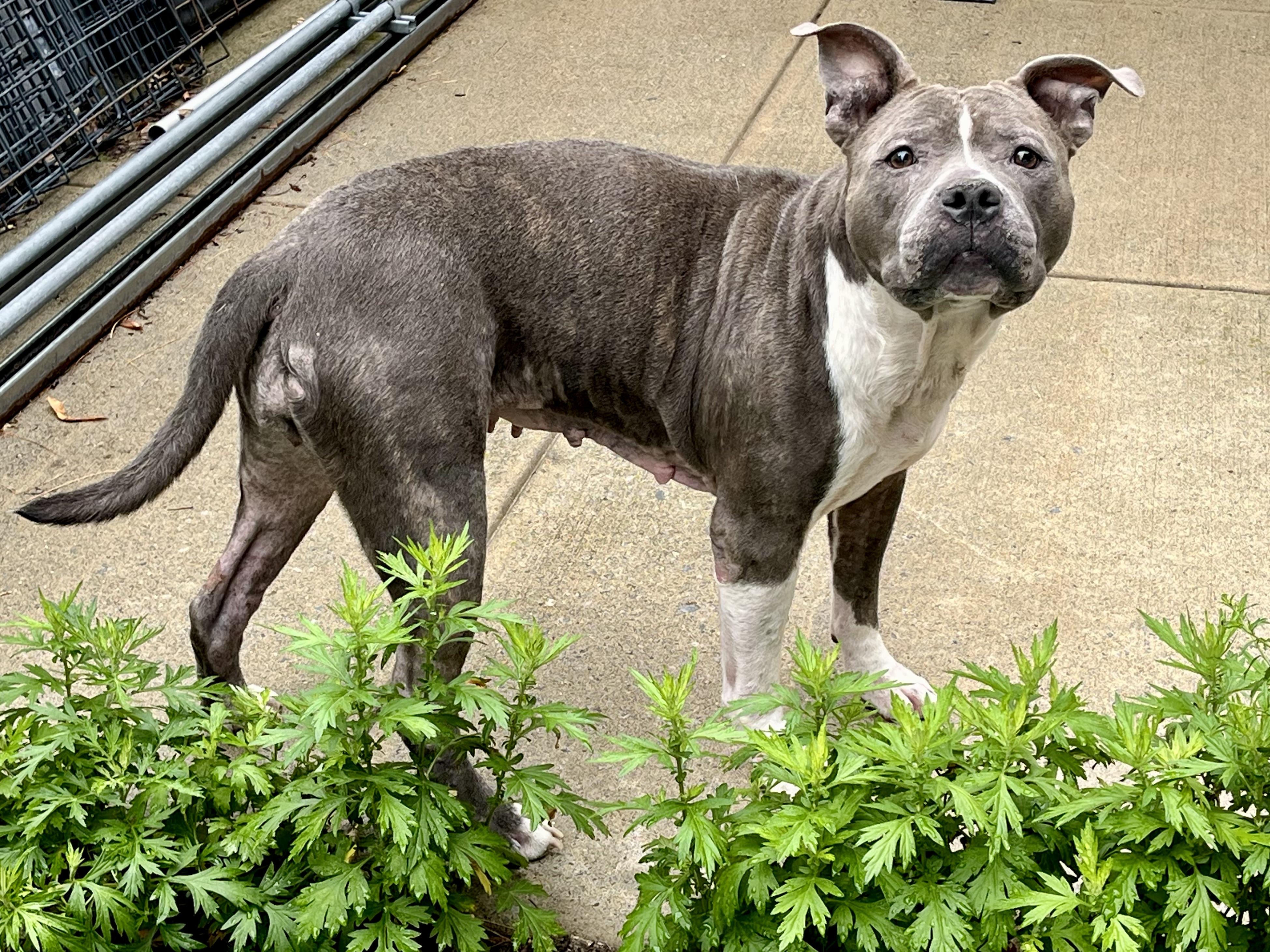 Mrs. Merritt, a Adoptable Pit Bull Terrier in Greenwich, CT image 2/2
