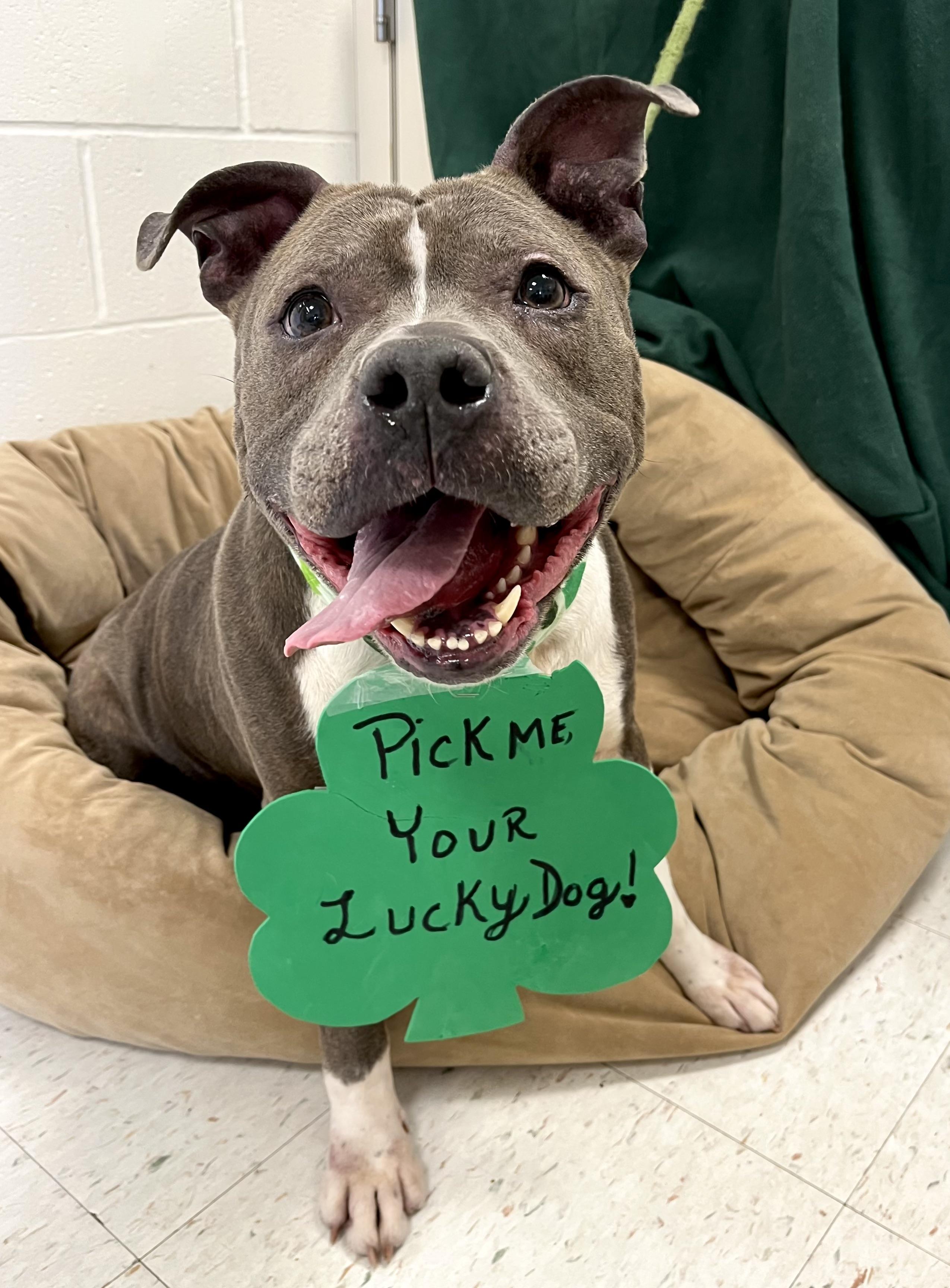 Mrs. Merritt, Adoptable, Adult Female Pit Bull Terrier.