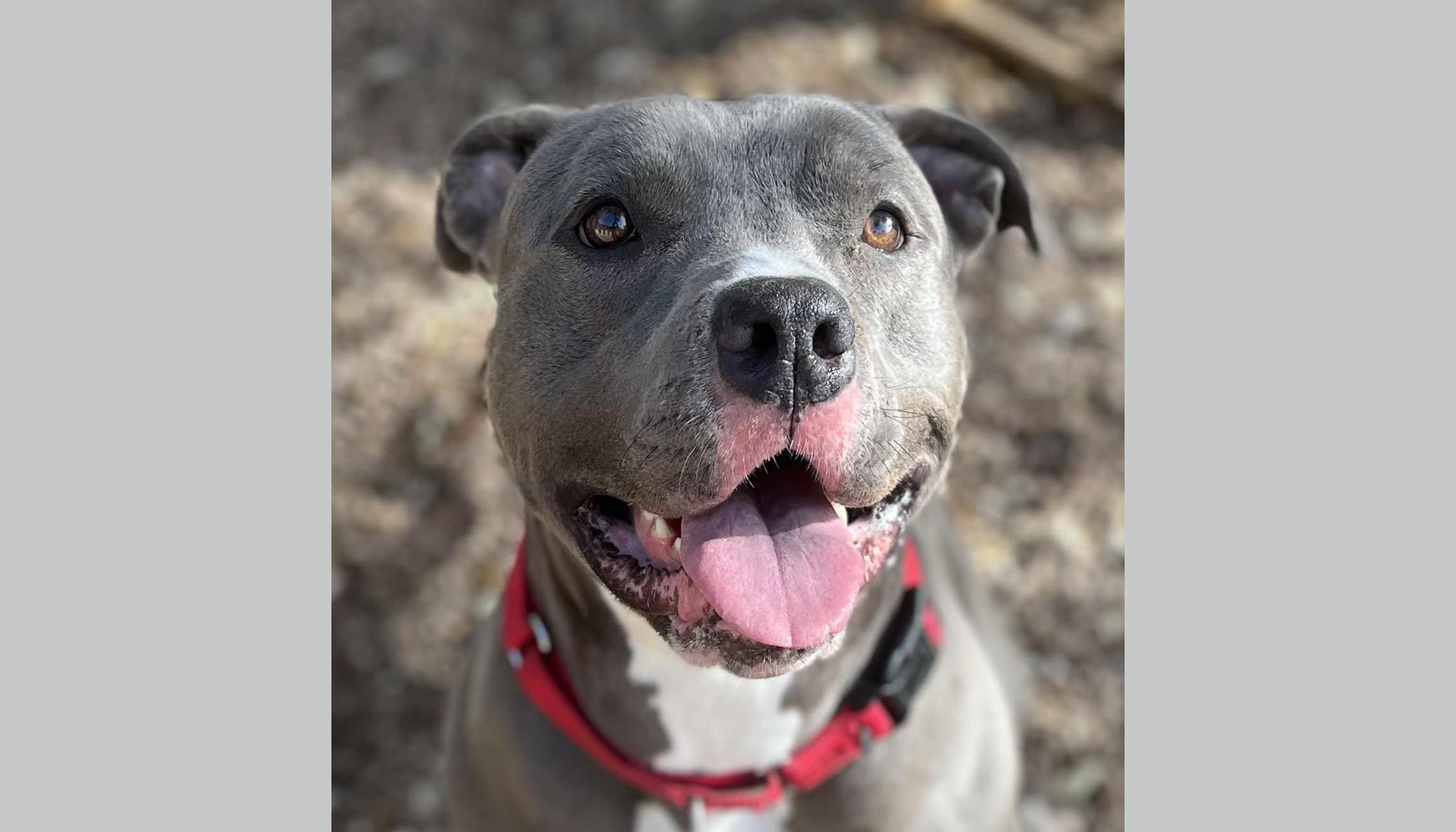 Enlarge Mercy, a Adoptable Pit Bull Terrier in Georgetown, TX image 1/6