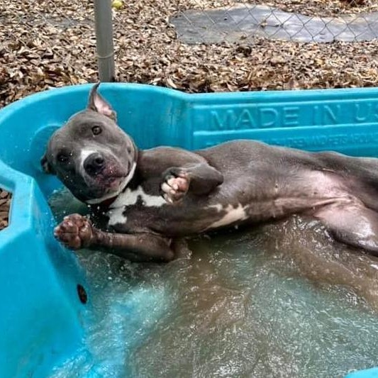 Enlarge Mercy, a Adoptable Pit Bull Terrier in Georgetown, TX image 4/6