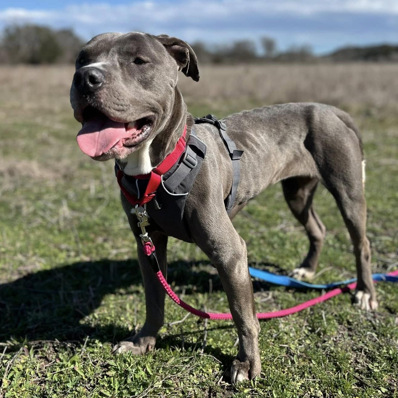 Enlarge Mercy, a Adoptable Pit Bull Terrier in Georgetown, TX image 2/6