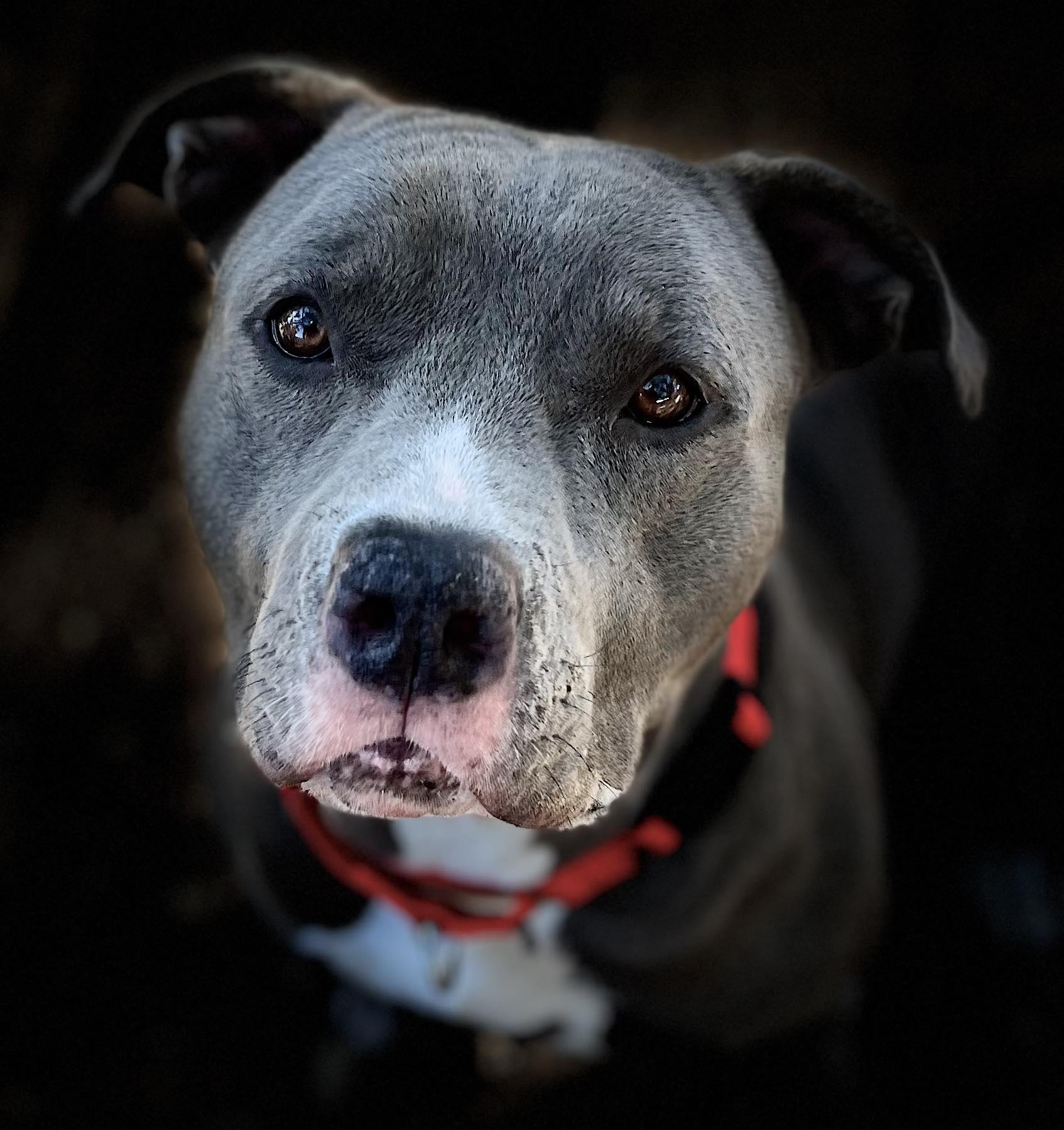 Enlarge Mercy, a Adoptable Pit Bull Terrier in Georgetown, TX image 6/6