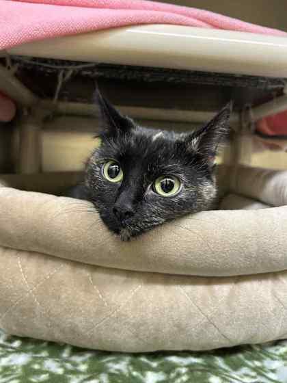 Enlarge Bonnie, a Adoptable mixed breed in Munster, IN image 1/1