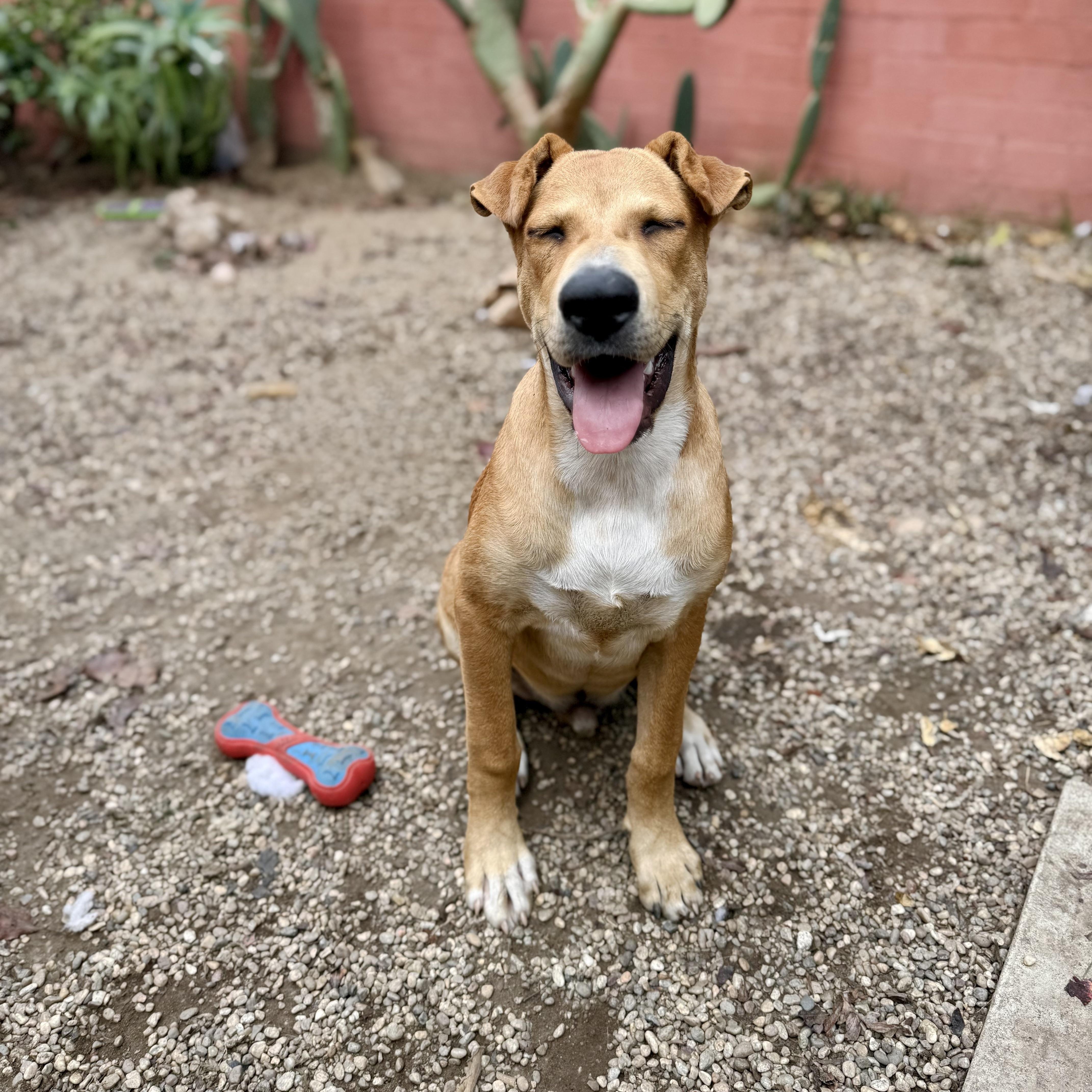 Enlarge Walker Texas Ranger, a Adoptable mixed breed in Santa Monica, CA image 6/6