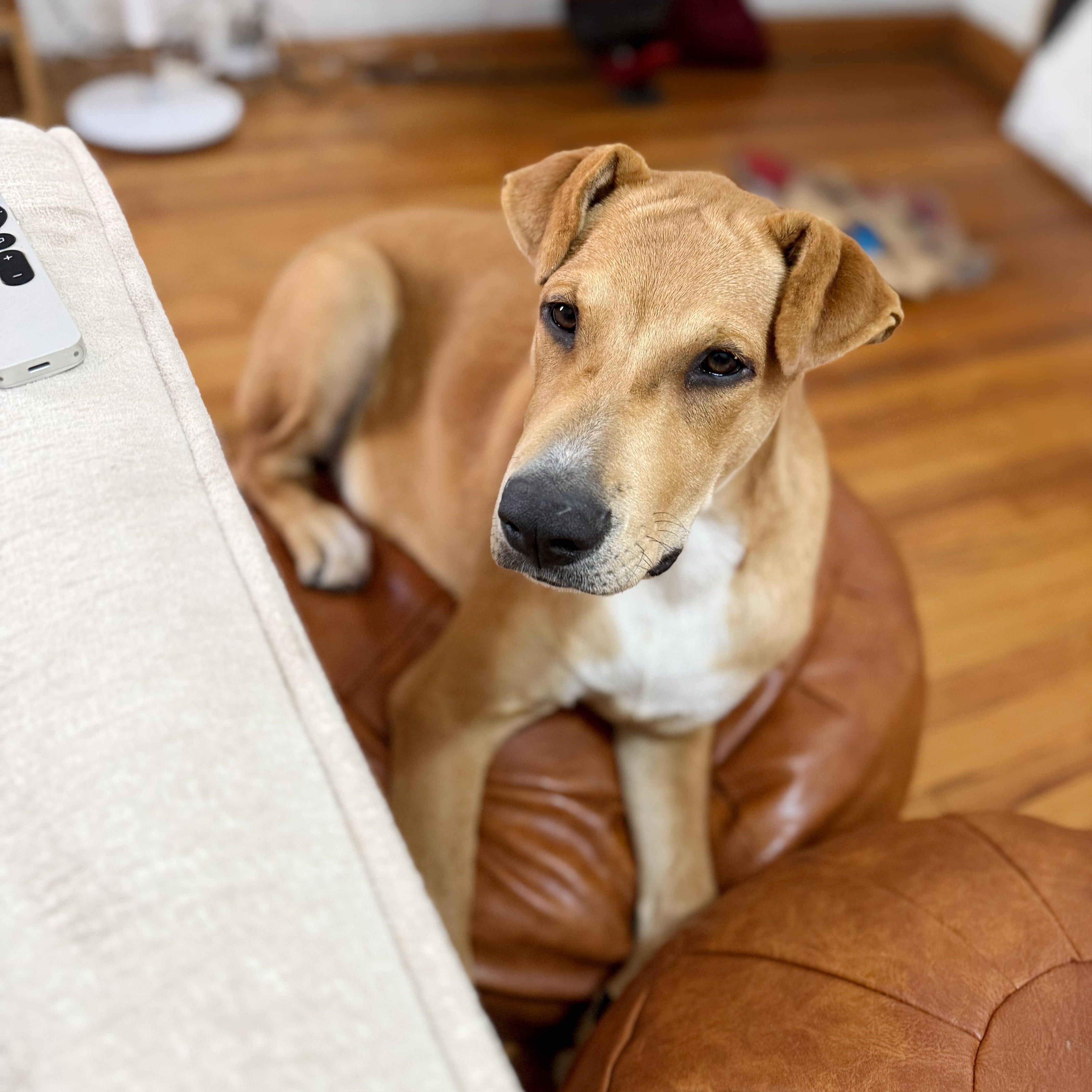 Enlarge Walker Texas Ranger, a Adoptable mixed breed in Santa Monica, CA image 4/6