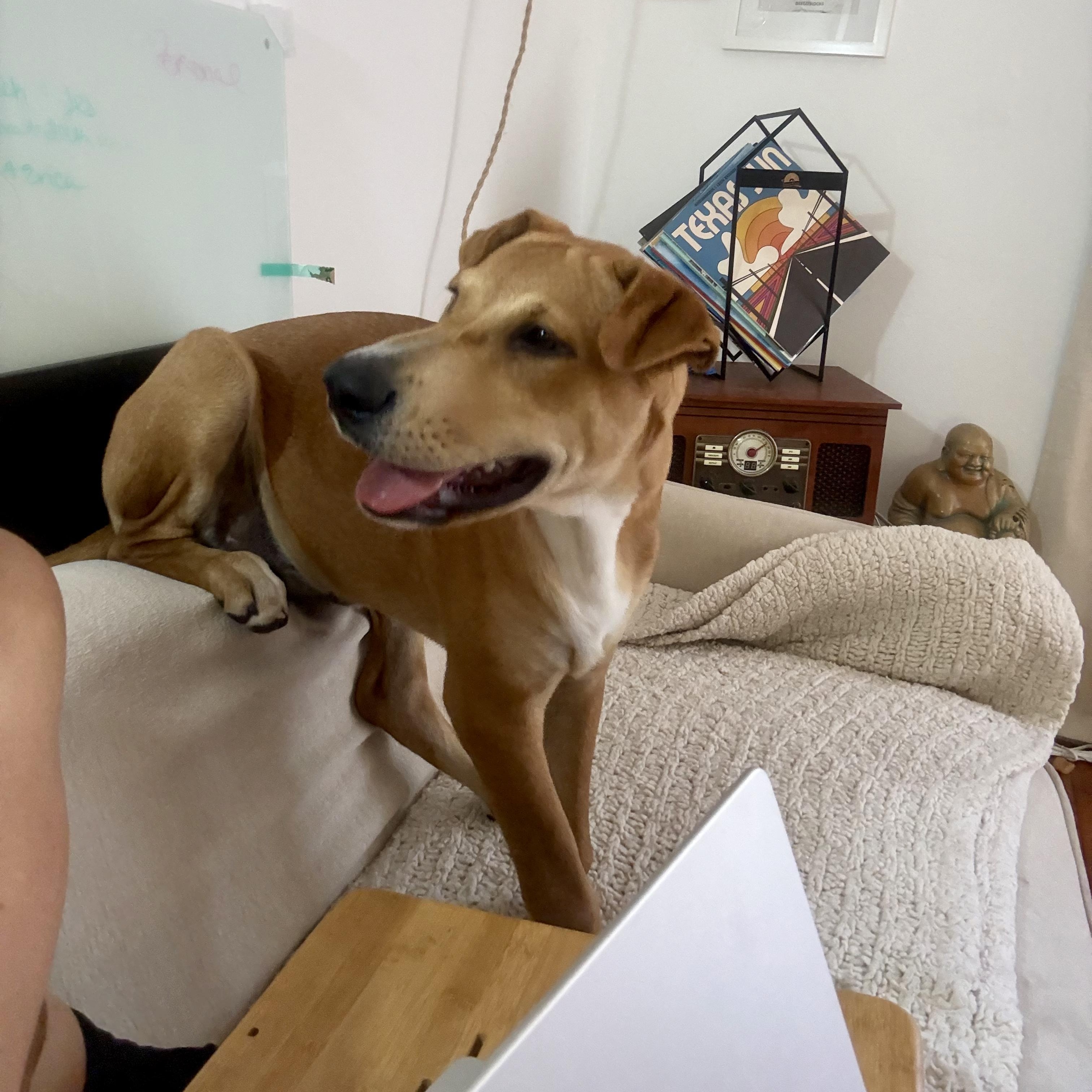 Enlarge Walker Texas Ranger, a Adoptable mixed breed in Santa Monica, CA image 5/6