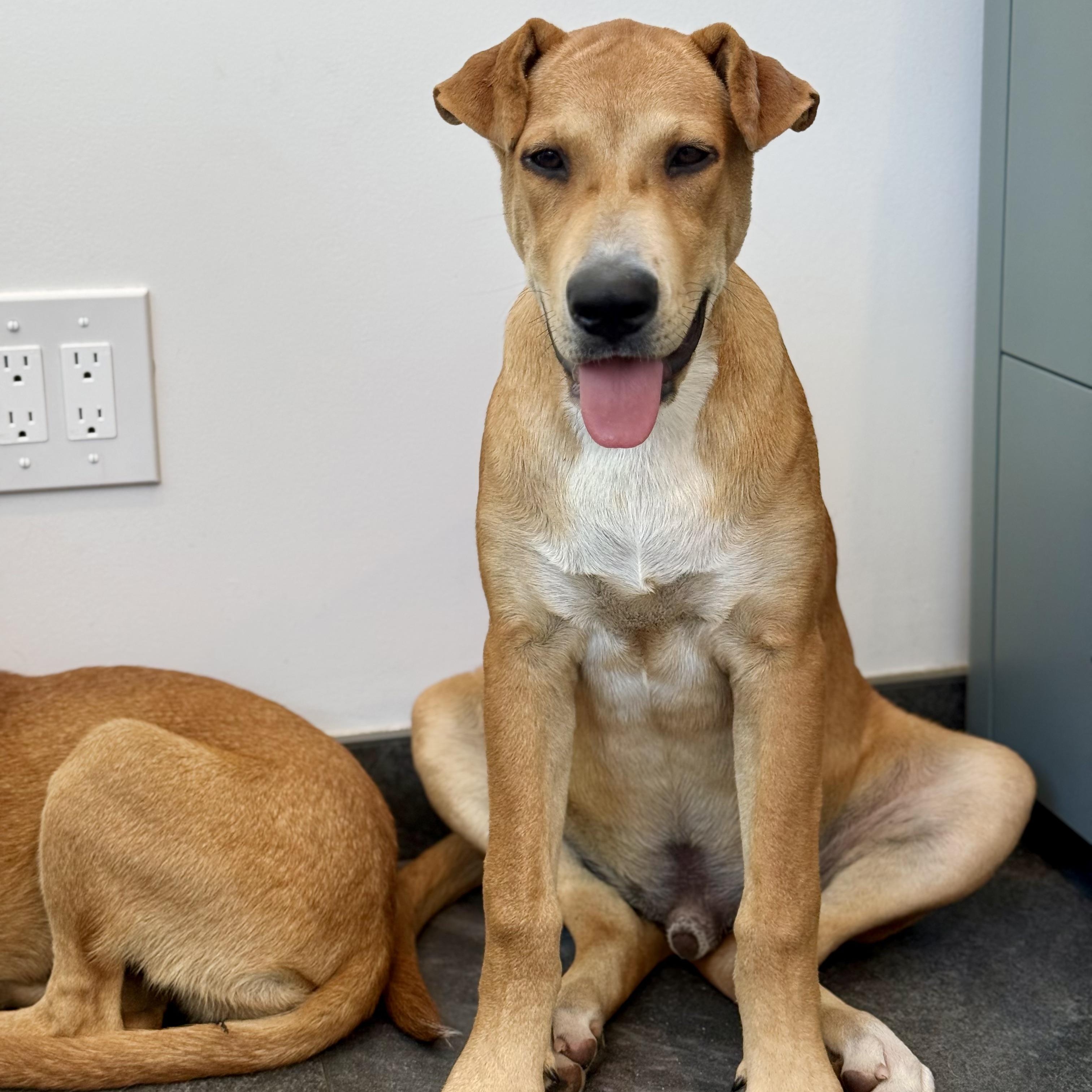 Enlarge Walker Texas Ranger, a Adoptable mixed breed in Santa Monica, CA image 2/6