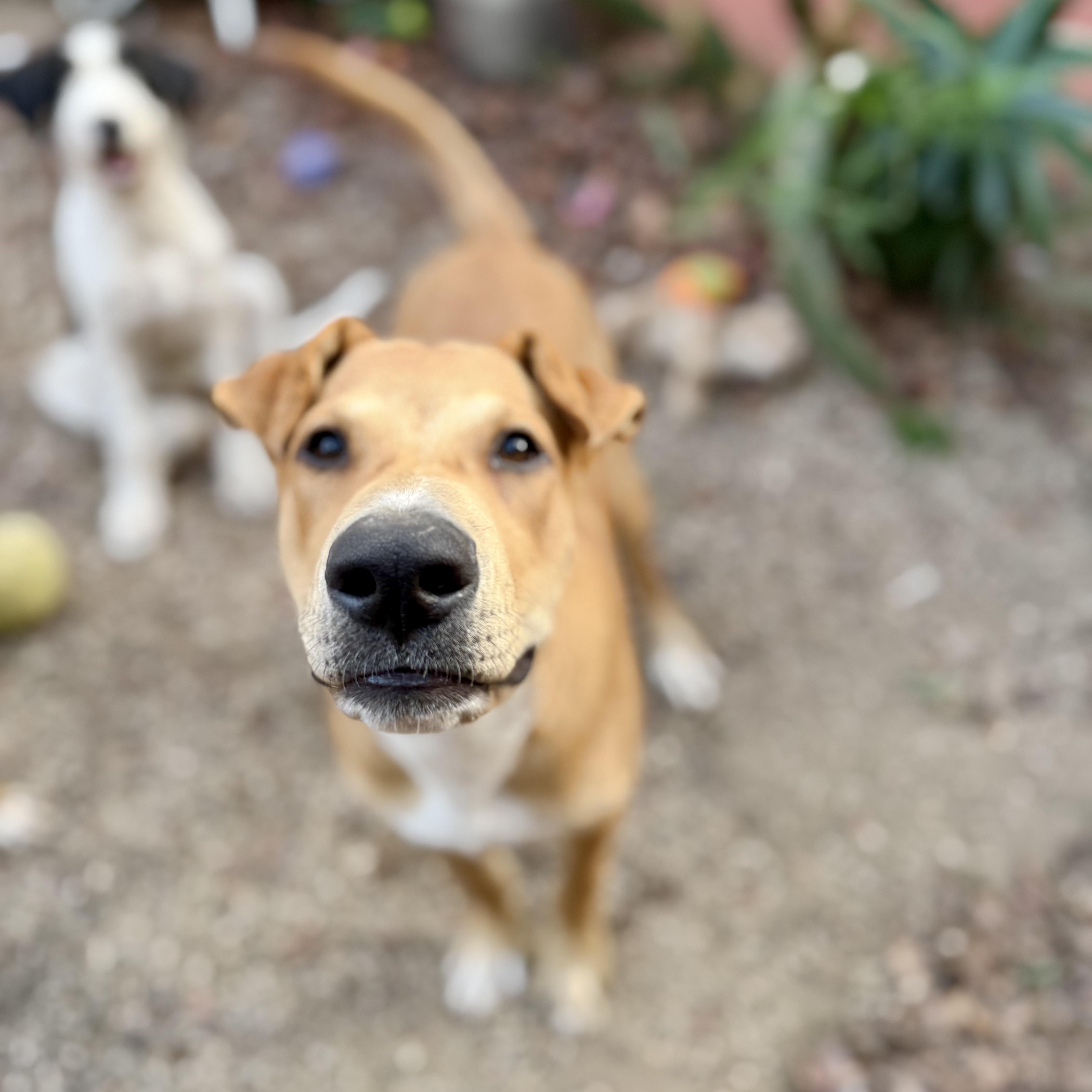 Enlarge Walker Texas Ranger, a Adoptable mixed breed in Santa Monica, CA image 1/6