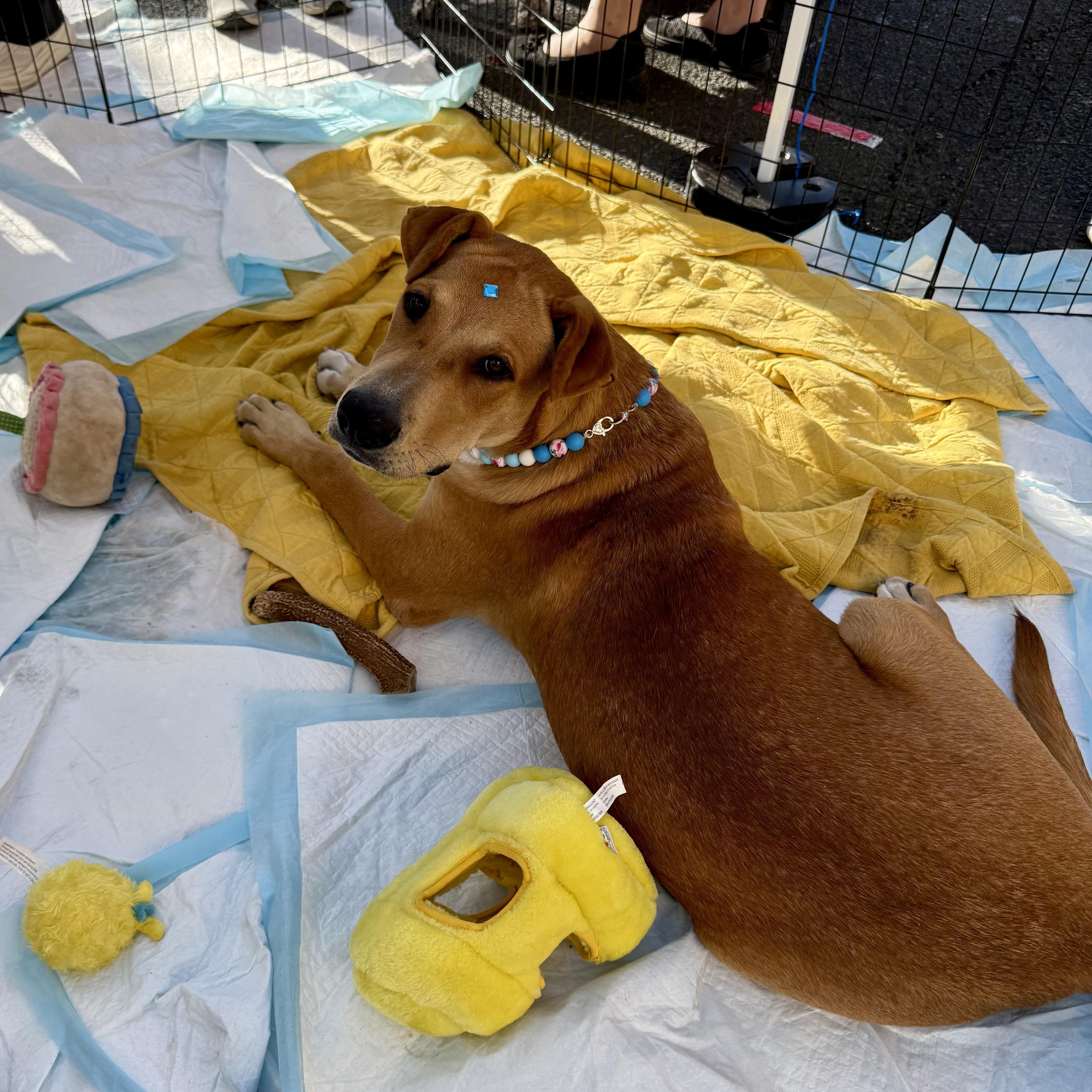 Enlarge Walker Texas Ranger, a Adoptable mixed breed in Santa Monica, CA image 3/6