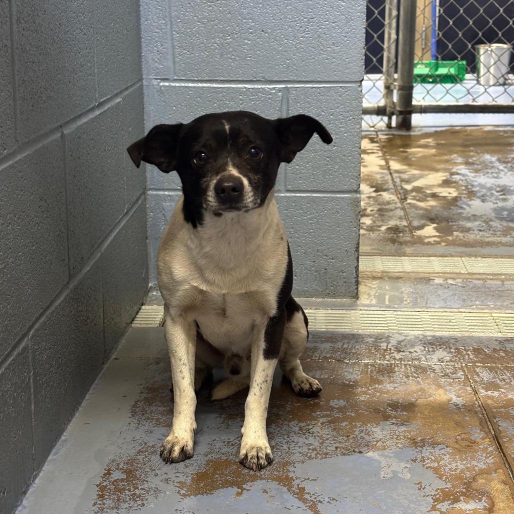 Houdini, Adoptable, Adult Male Mixed Breed.