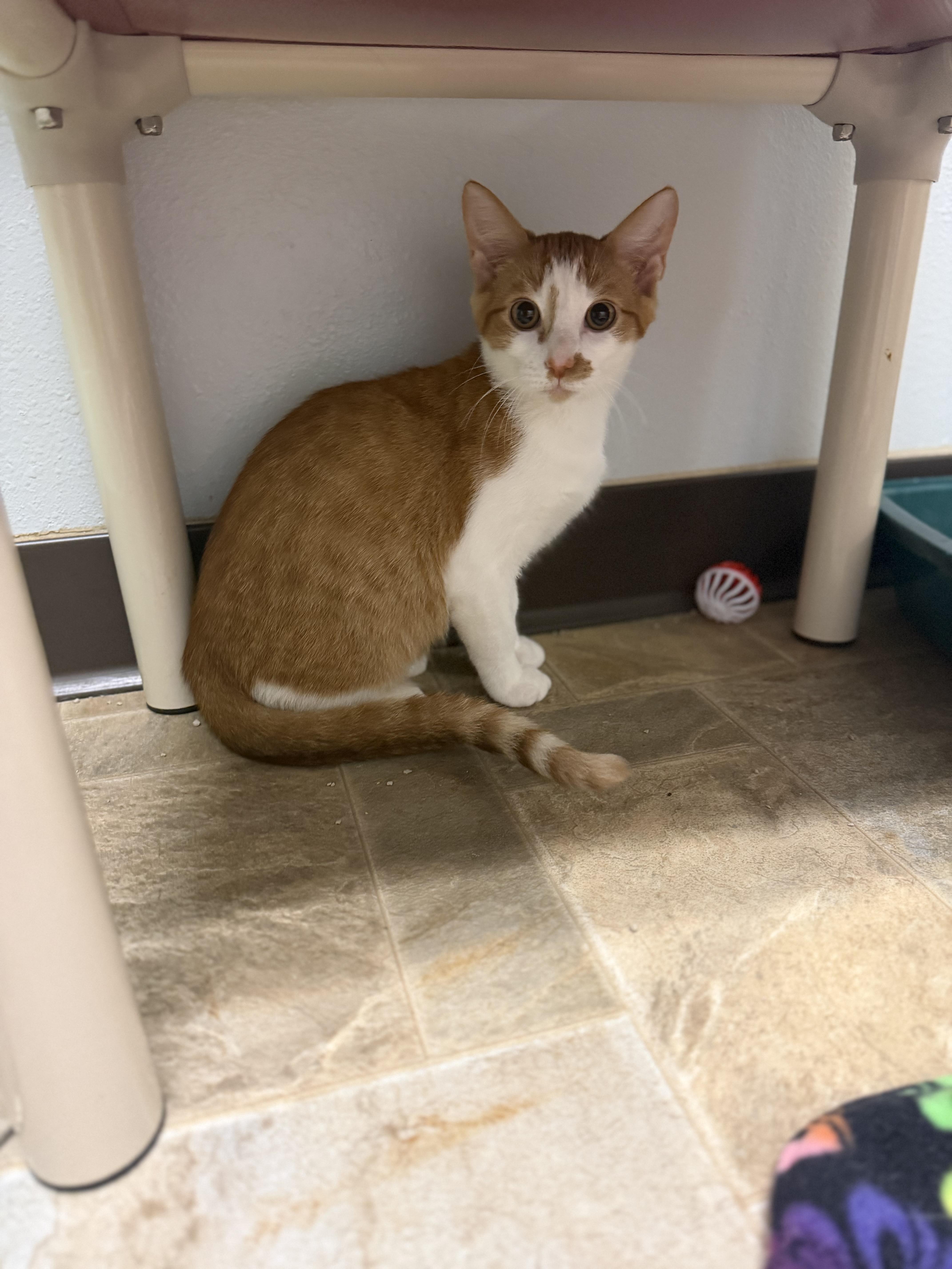 Pumpkin, Adoptable, Young Male Domestic Short Hair.