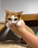 Enlarge Pumpkin, a Adoptable Domestic Short Hair in Dodgeville, WI image 2/4