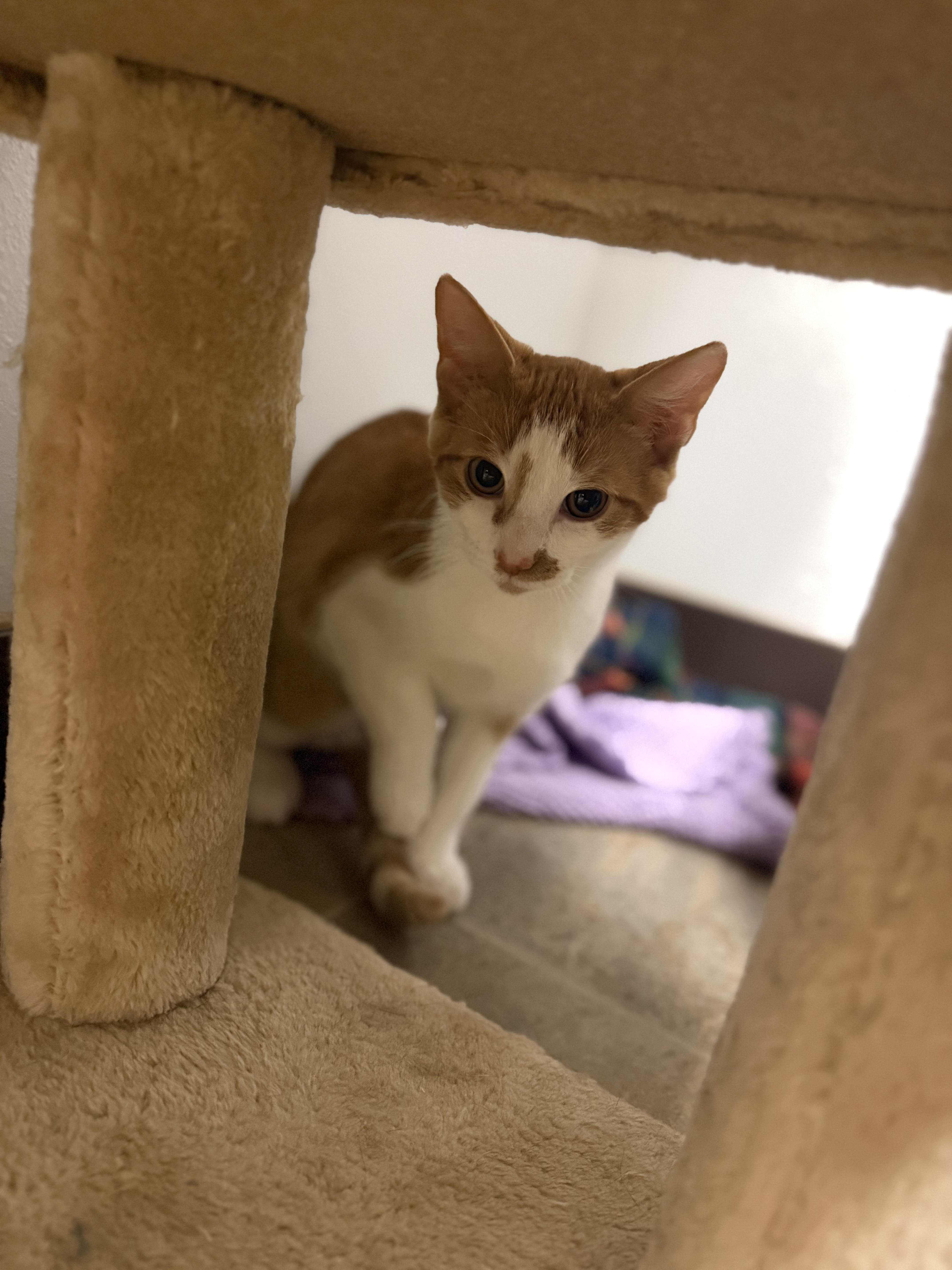 Enlarge Pumpkin, a Adoptable Domestic Short Hair in Dodgeville, WI image 4/4