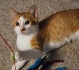 Enlarge Pumpkin, a Adoptable Domestic Short Hair in Dodgeville, WI image 3/4