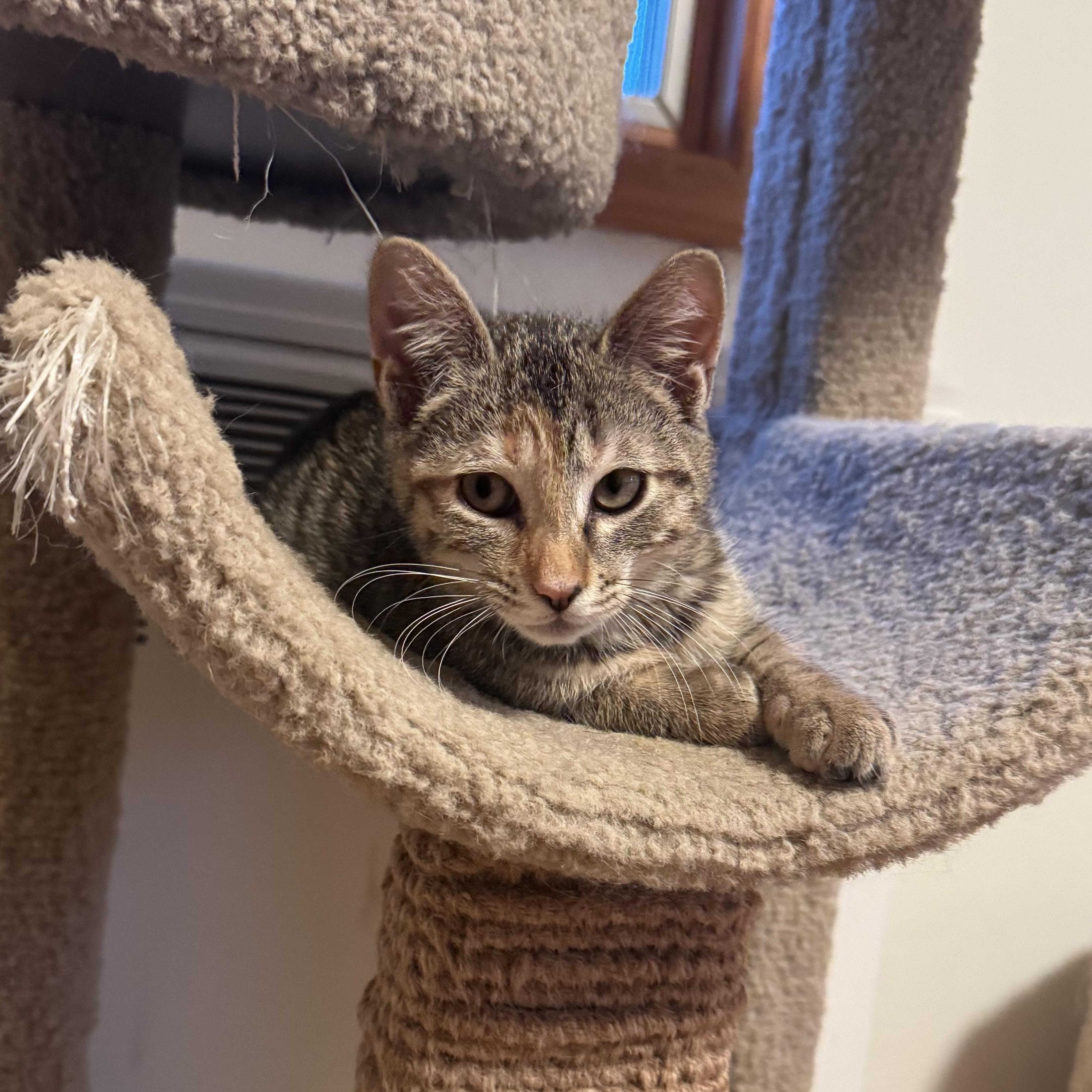 Enlarge Tala, a ADOPTABLE Torbie in East Northport, NY image 4/6