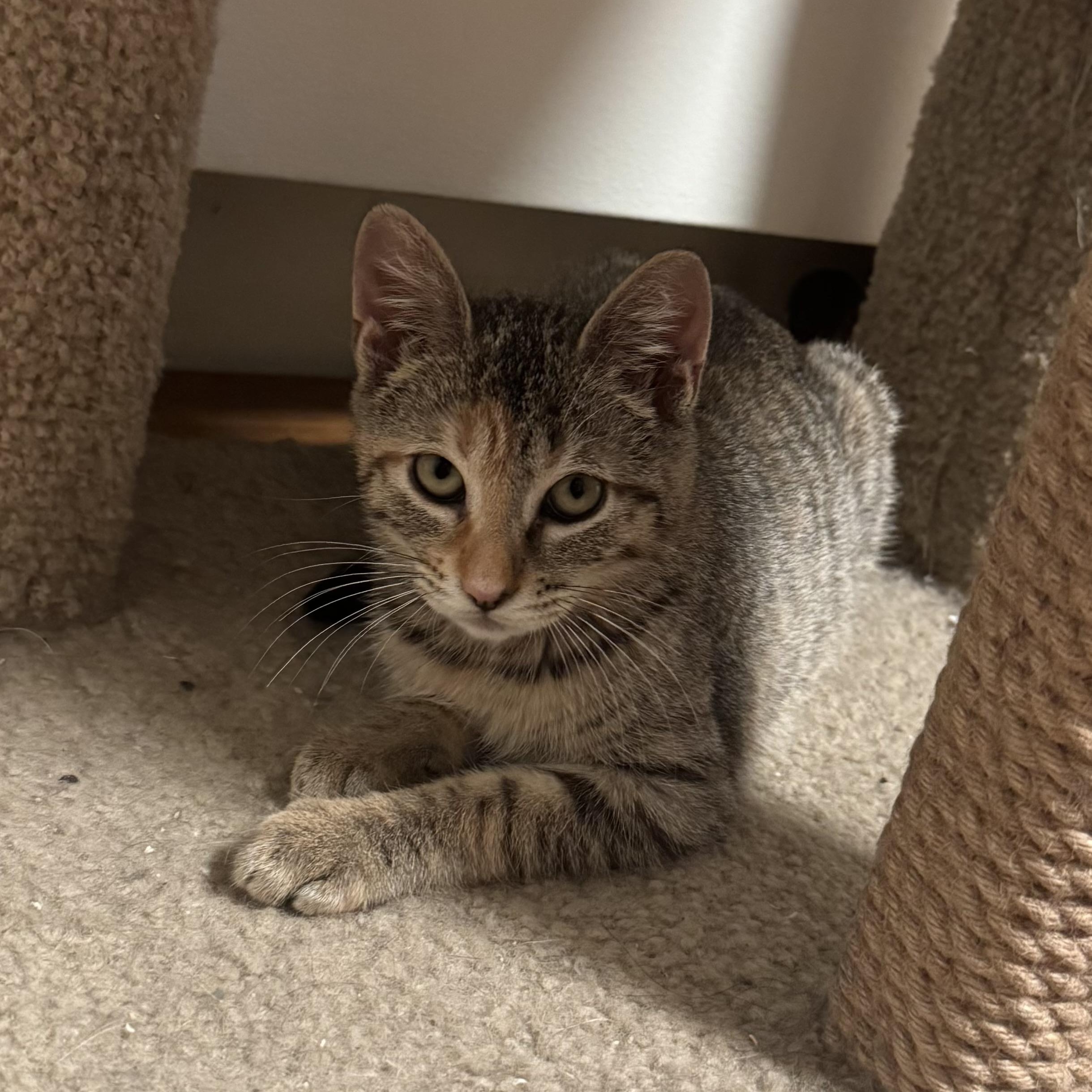 Enlarge Tala, a ADOPTABLE Torbie in East Northport, NY image 3/6