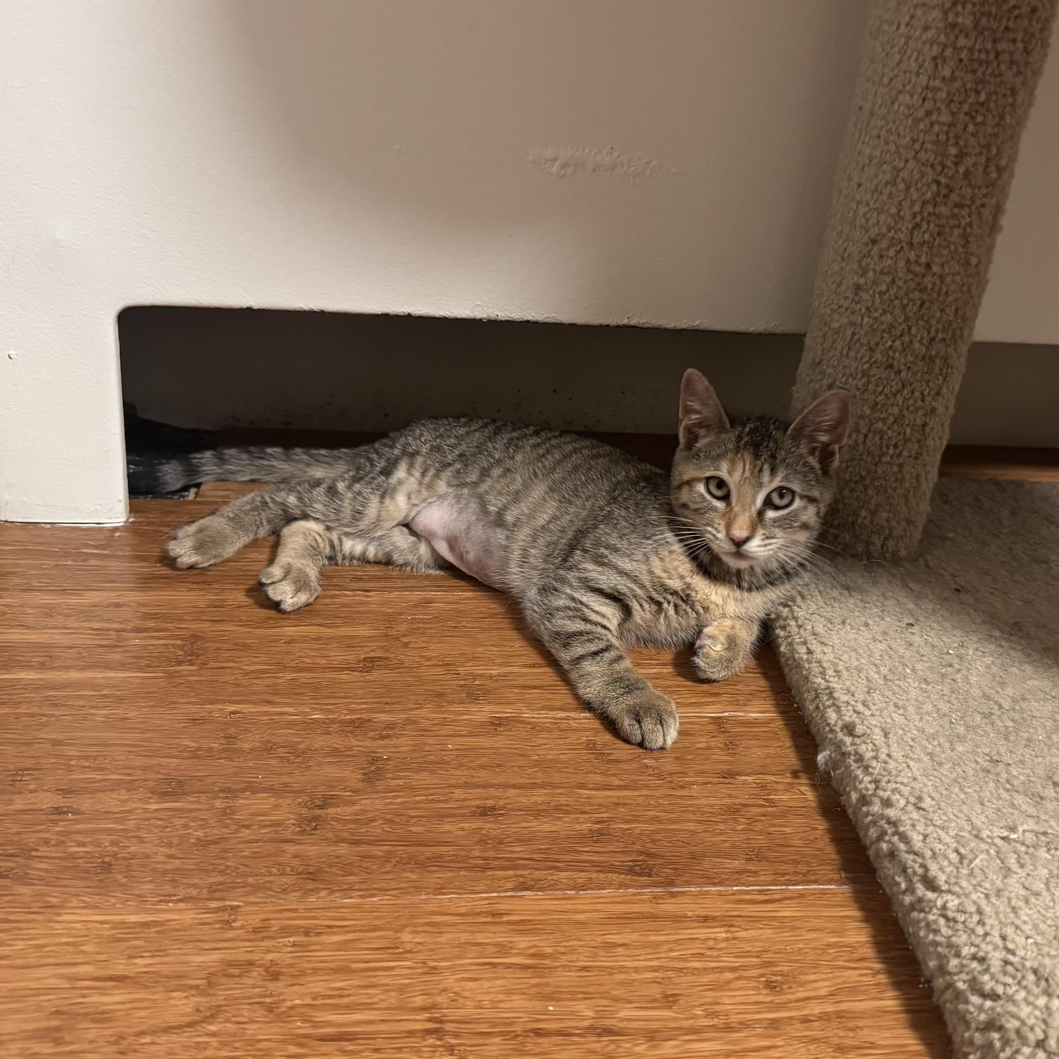 Enlarge Tala, a ADOPTABLE Torbie in East Northport, NY image 2/6