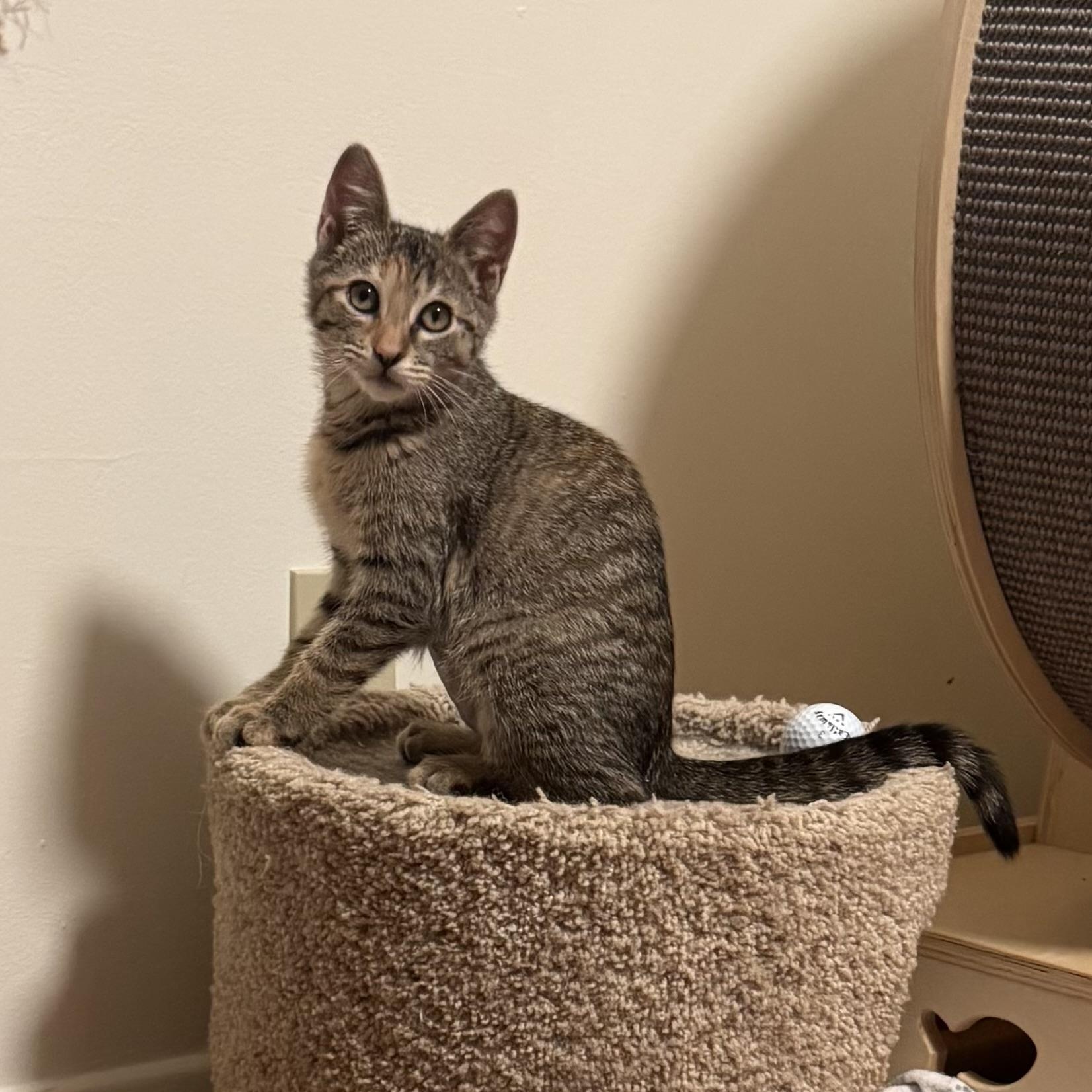 Enlarge Tala, a ADOPTABLE Torbie in East Northport, NY image 5/6