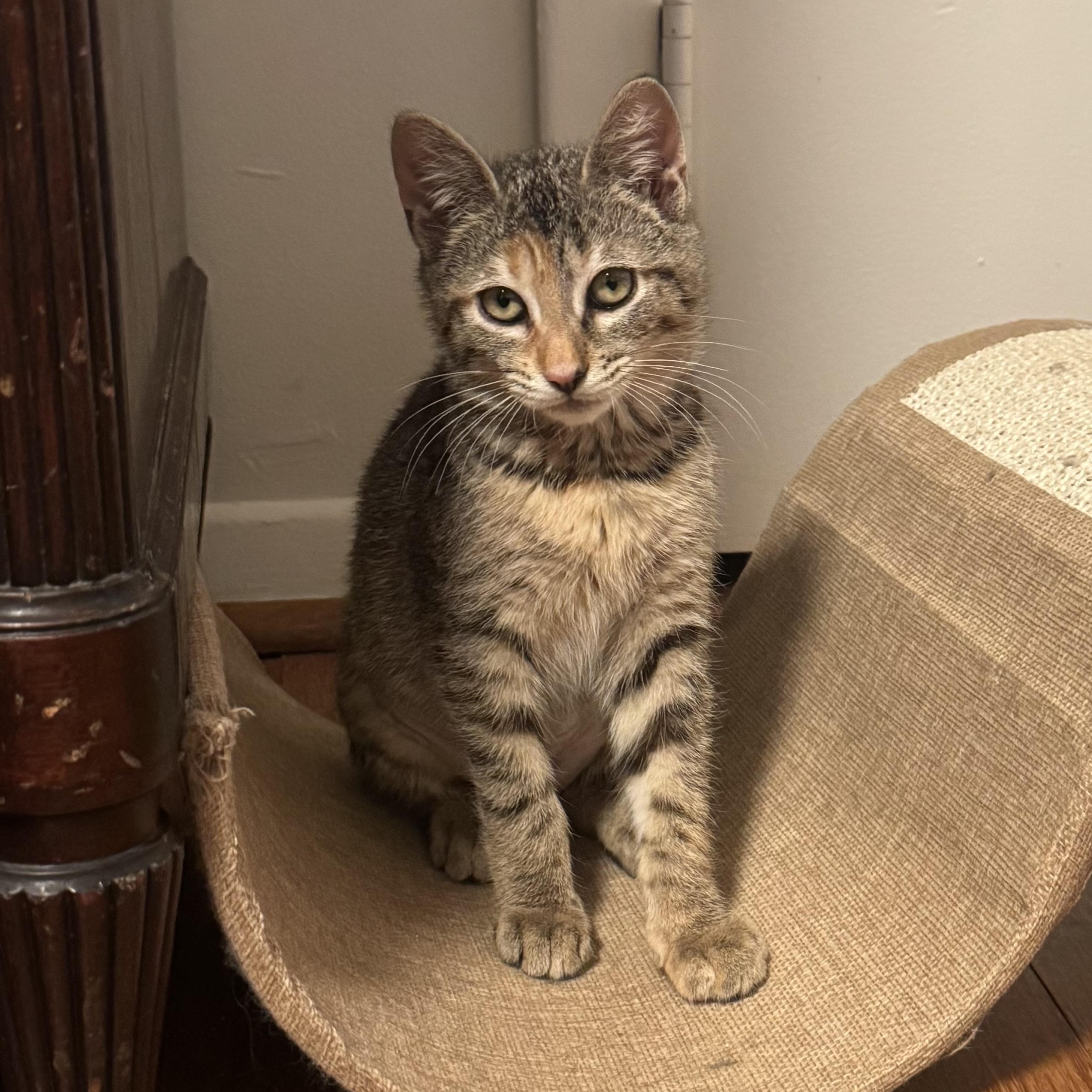 Tala, ADOPTABLE, Kitten Female Torbie.