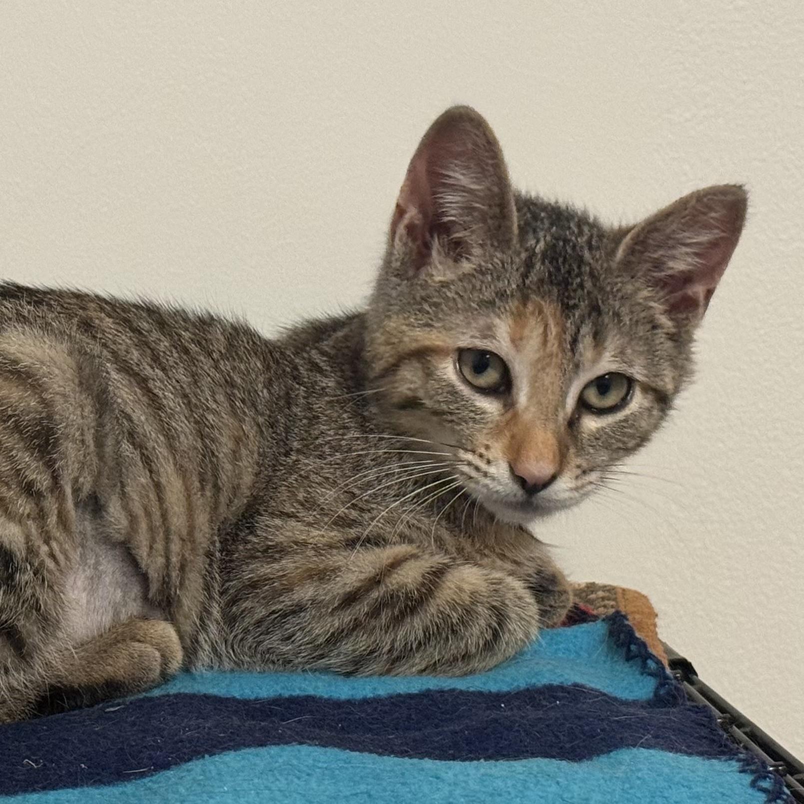 Enlarge Tala, a ADOPTABLE Torbie in East Northport, NY image 6/6