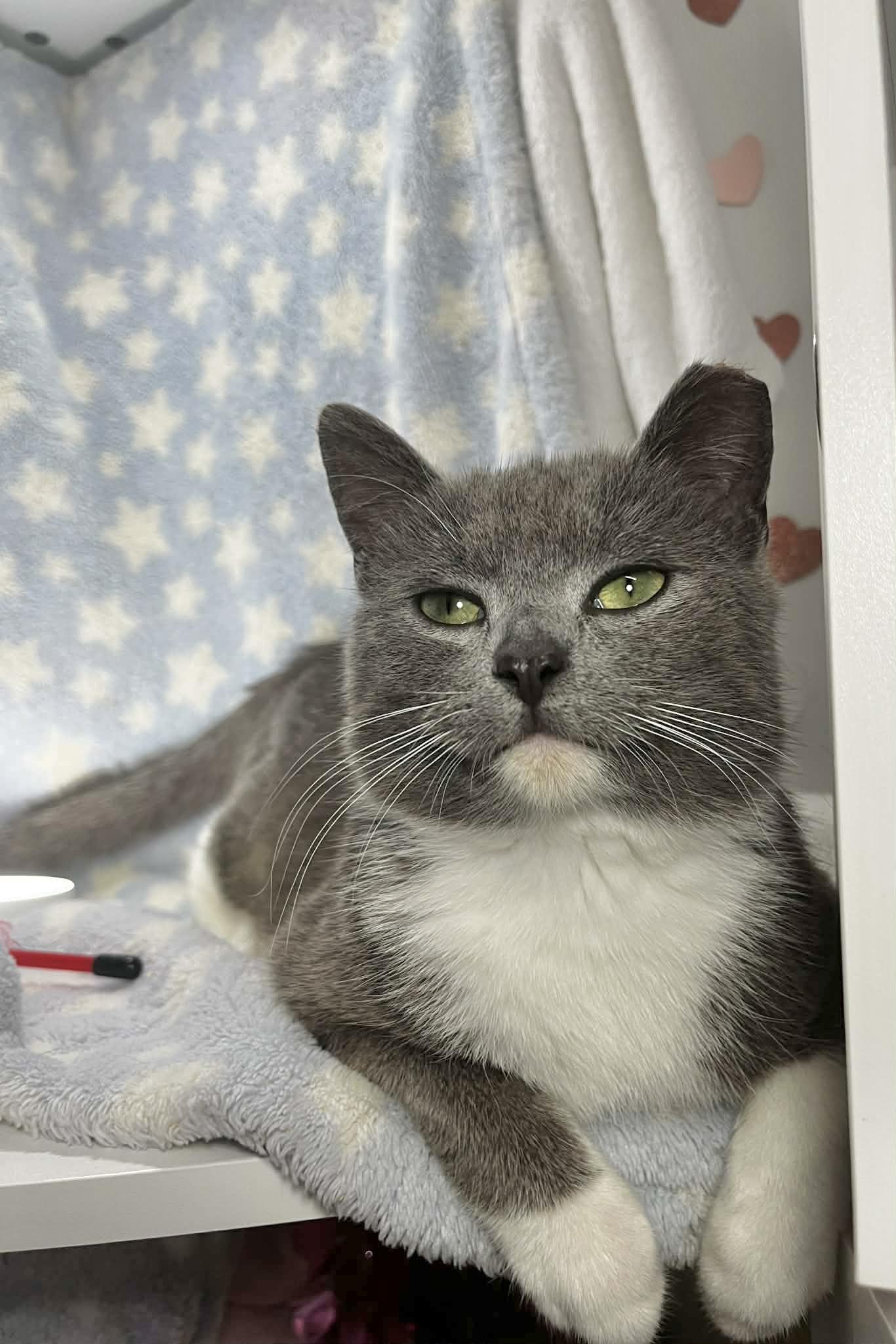 Oliver , a ADOPTABLE Tuxedo in Tavares, FL image 2/2