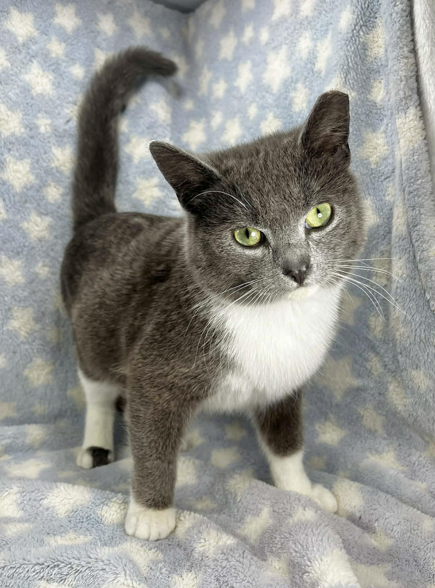 Oliver , ADOPTABLE, Young Male Tuxedo.