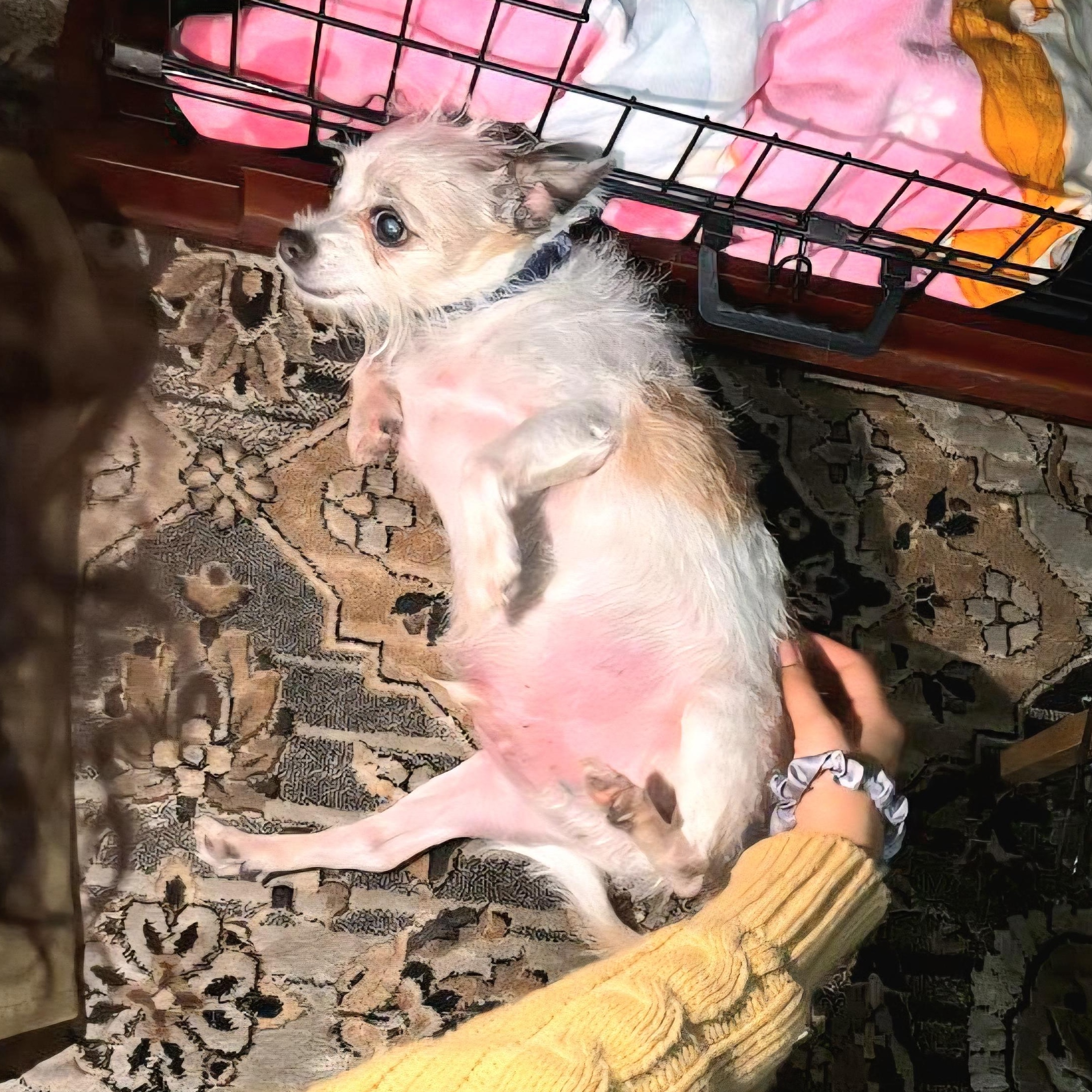 KINGO "Great with dogs!" In NY: URGENT Foster &/or Forever Home Needed!, an adopted mixed breed in New York, NY image 3/5