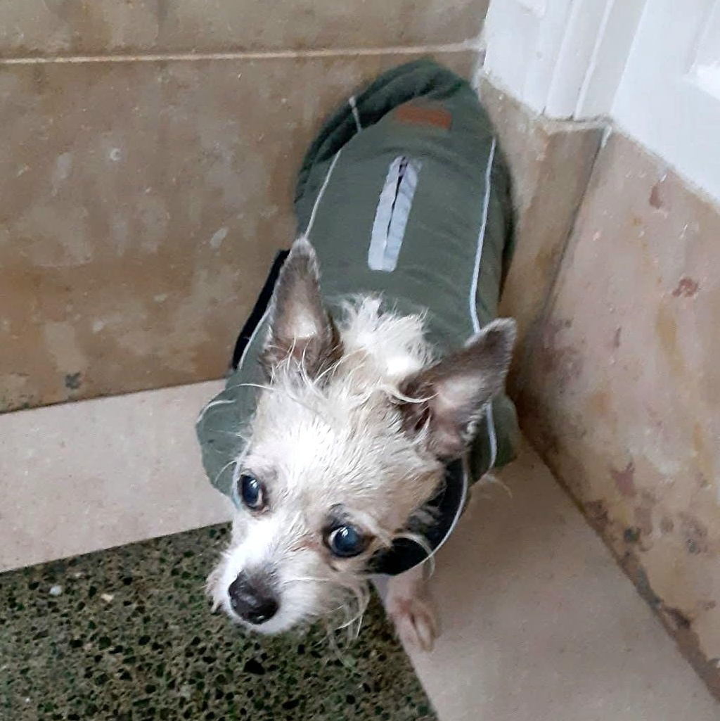 KINGO "Great with dogs!" In NY: URGENT Foster &/or Forever Home Needed!, an adopted mixed breed in New York, NY image 5/5