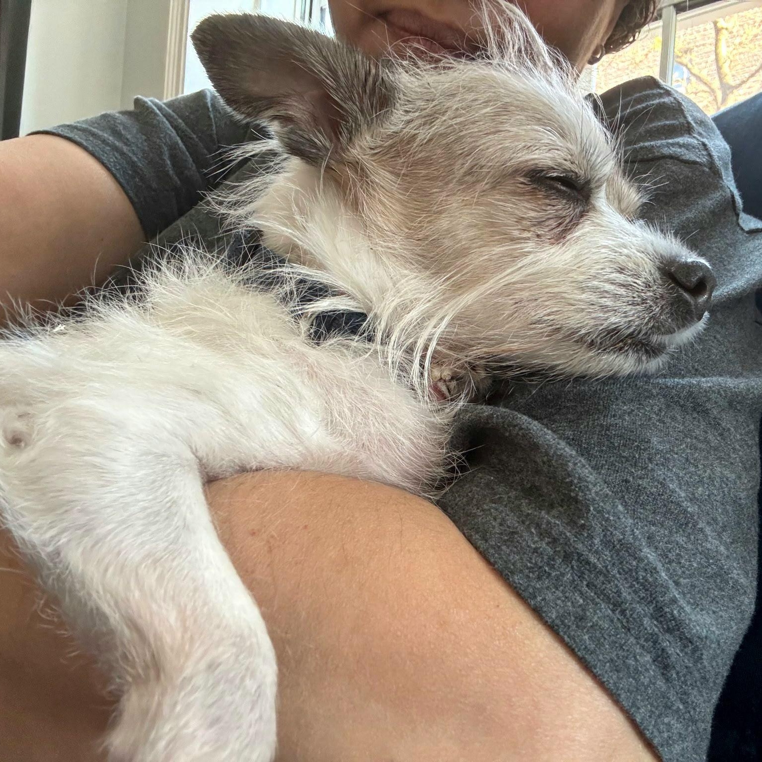 KINGO "Great with dogs!" In NY: URGENT Foster &/or Forever Home Needed!, an adopted mixed breed in New York, NY image 2/5