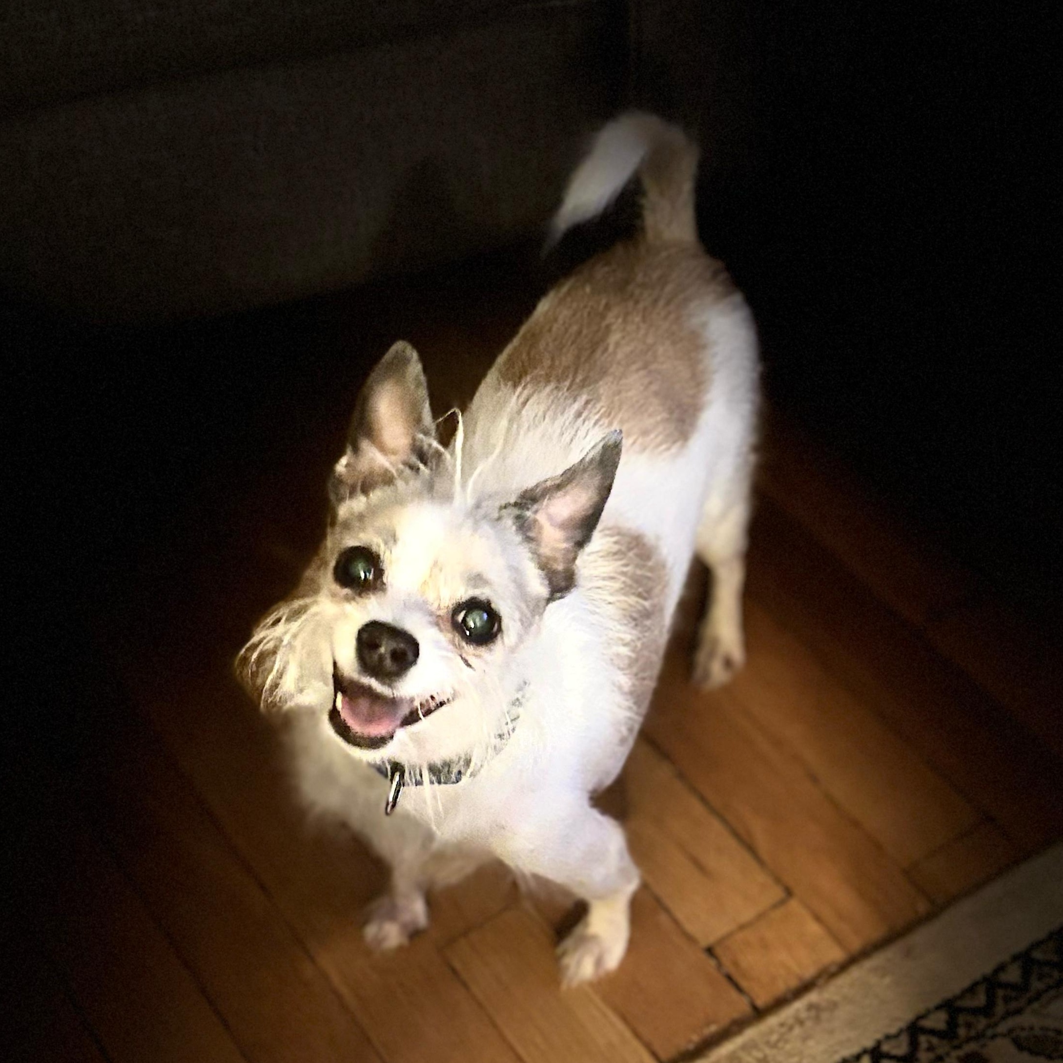 KINGO "Great with dogs!" In NY: URGENT Foster &/or Forever Home Needed!, adopted, Senior Male Chihuahua.