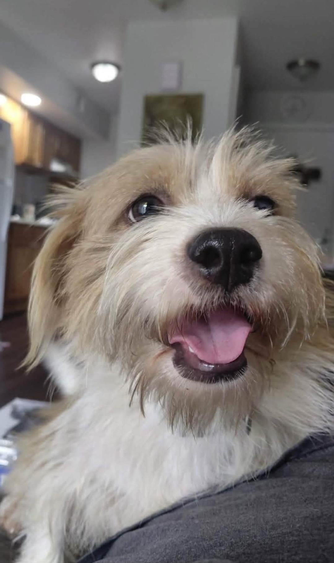 Skipper, Adoptable, Young Male Schnauzer.