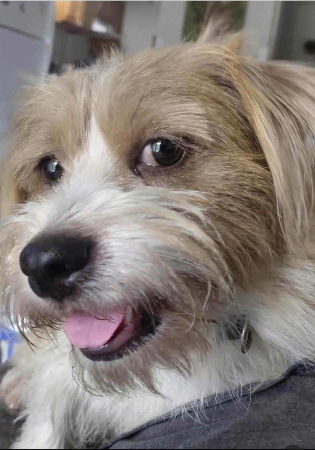 Enlarge Skipper, a Adoptable mixed breed in Cincinnati , OH image 2/6