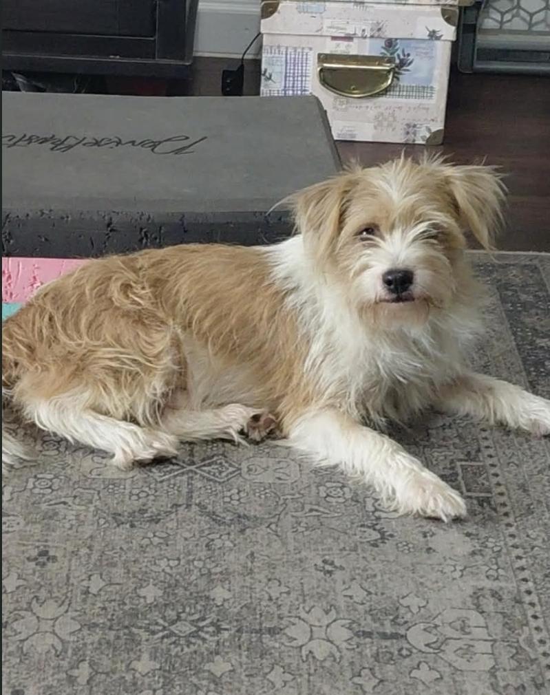 Enlarge Skipper, a Adoptable mixed breed in Cincinnati , OH image 6/6