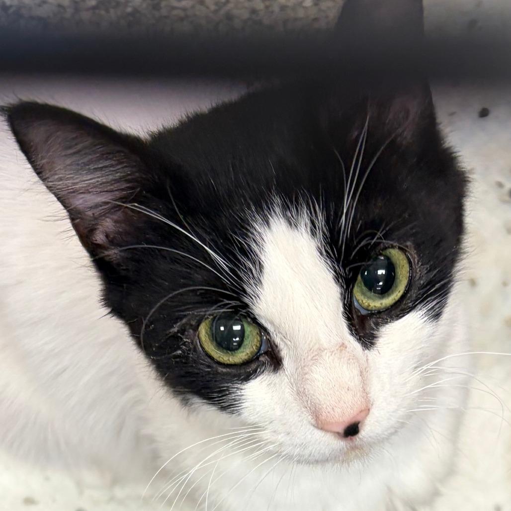 Enlarge Paris, a Adoptable Domestic Medium Hair in Greensboro, GA image 1/1