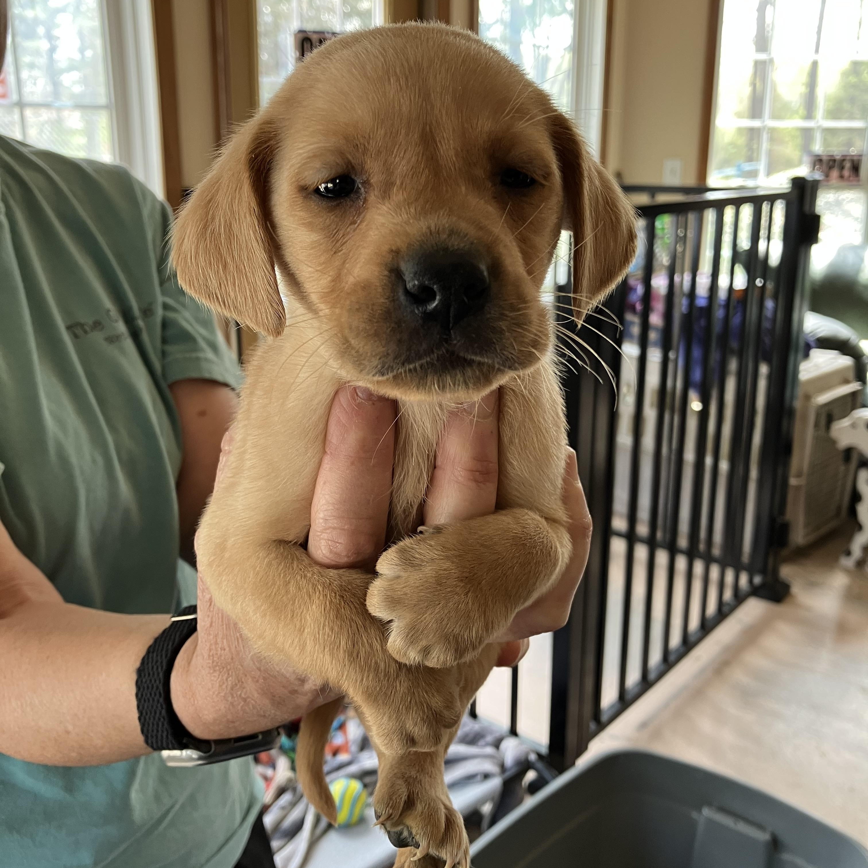 Bruno Mars, ADOPTABLE, Puppy Male Rat Terrier & Labrador Retriever.