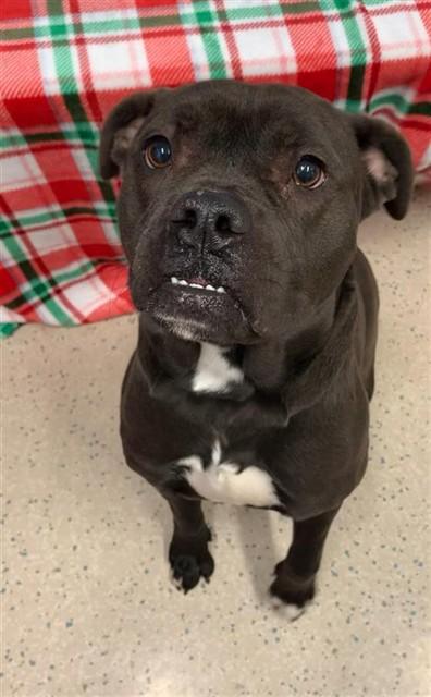 BLUEBLE, Adoptable, Young Male American Bulldog & Mixed Breed.