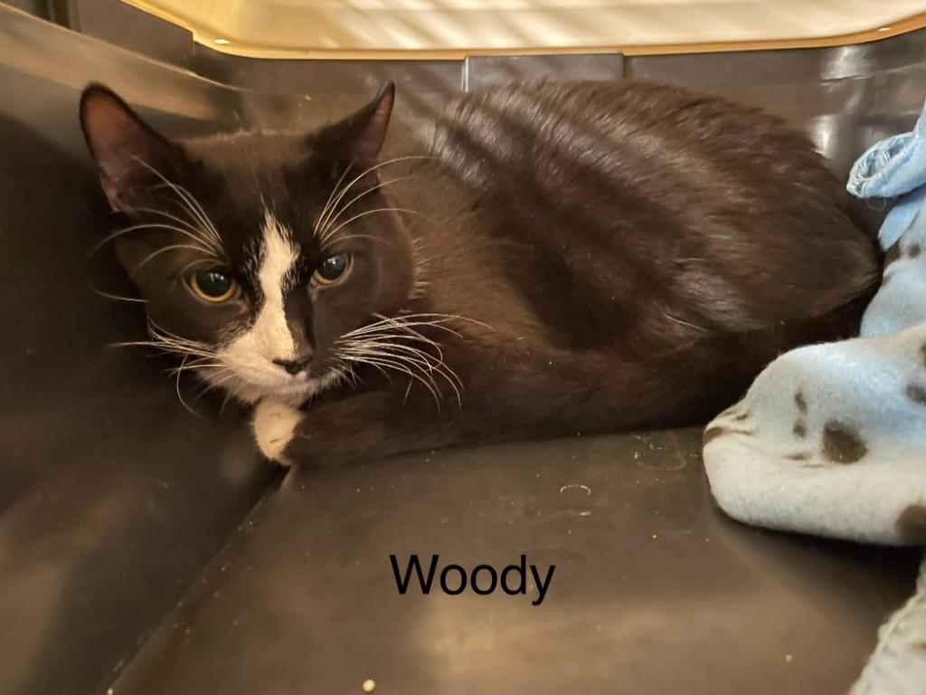 Woody, a Adoptable mixed breed in Crossville, TN image 2/3