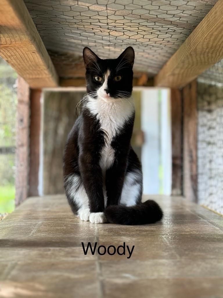 Woody, a Adoptable mixed breed in Crossville, TN image 3/3