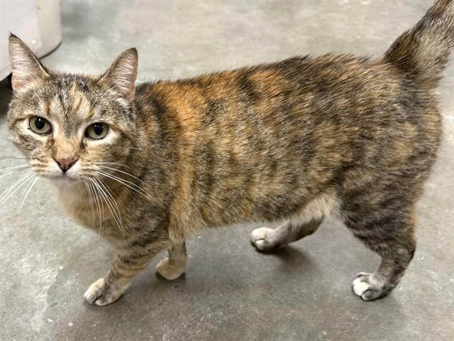 Enlarge SNOWY, a Adoptable Domestic Short Hair in Saint Louis, MO image 1/1