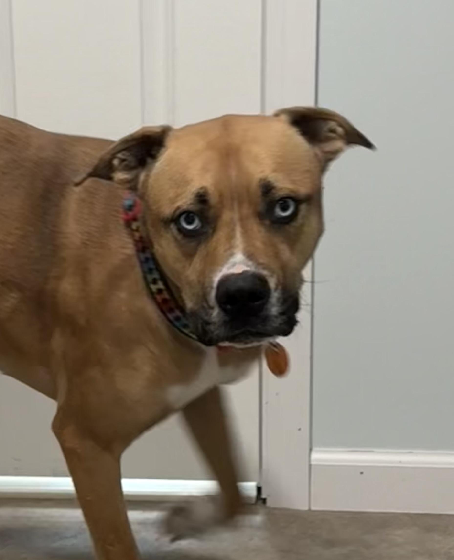 Enlarge Peppy, a ADOPTABLE mixed breed in Grant, NE image 4/4