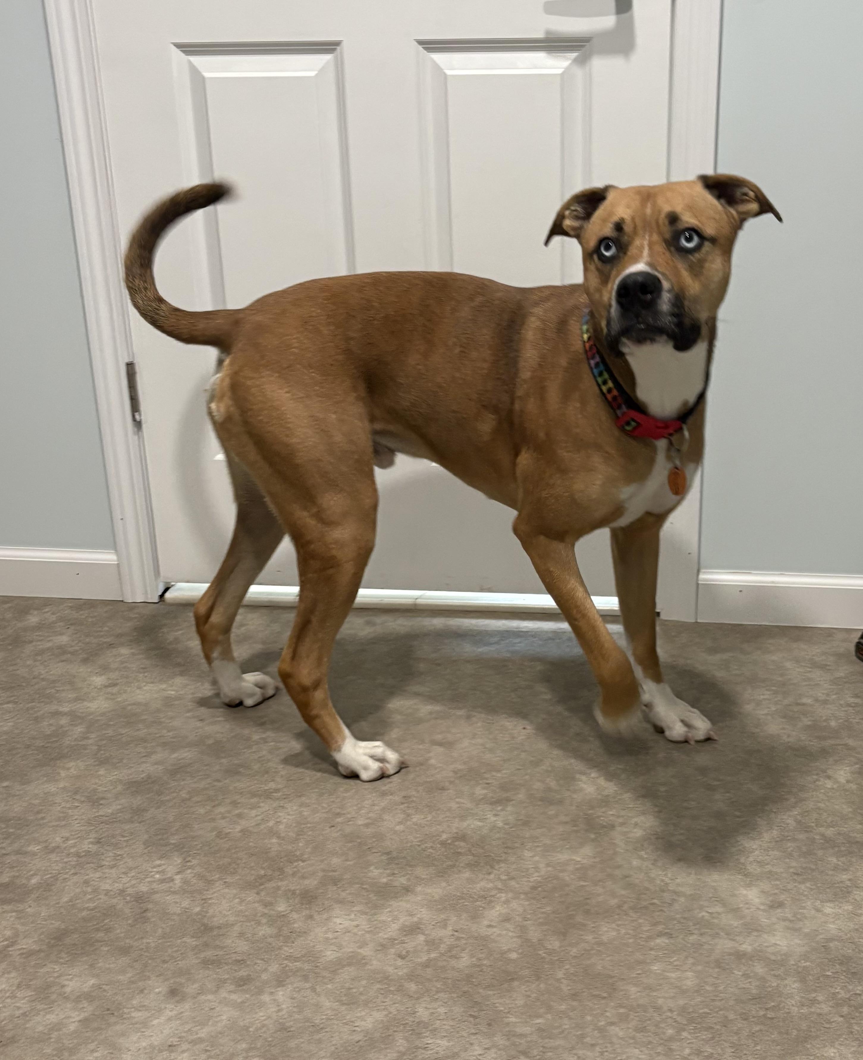 Enlarge Peppy, a ADOPTABLE mixed breed in Grant, NE image 2/4