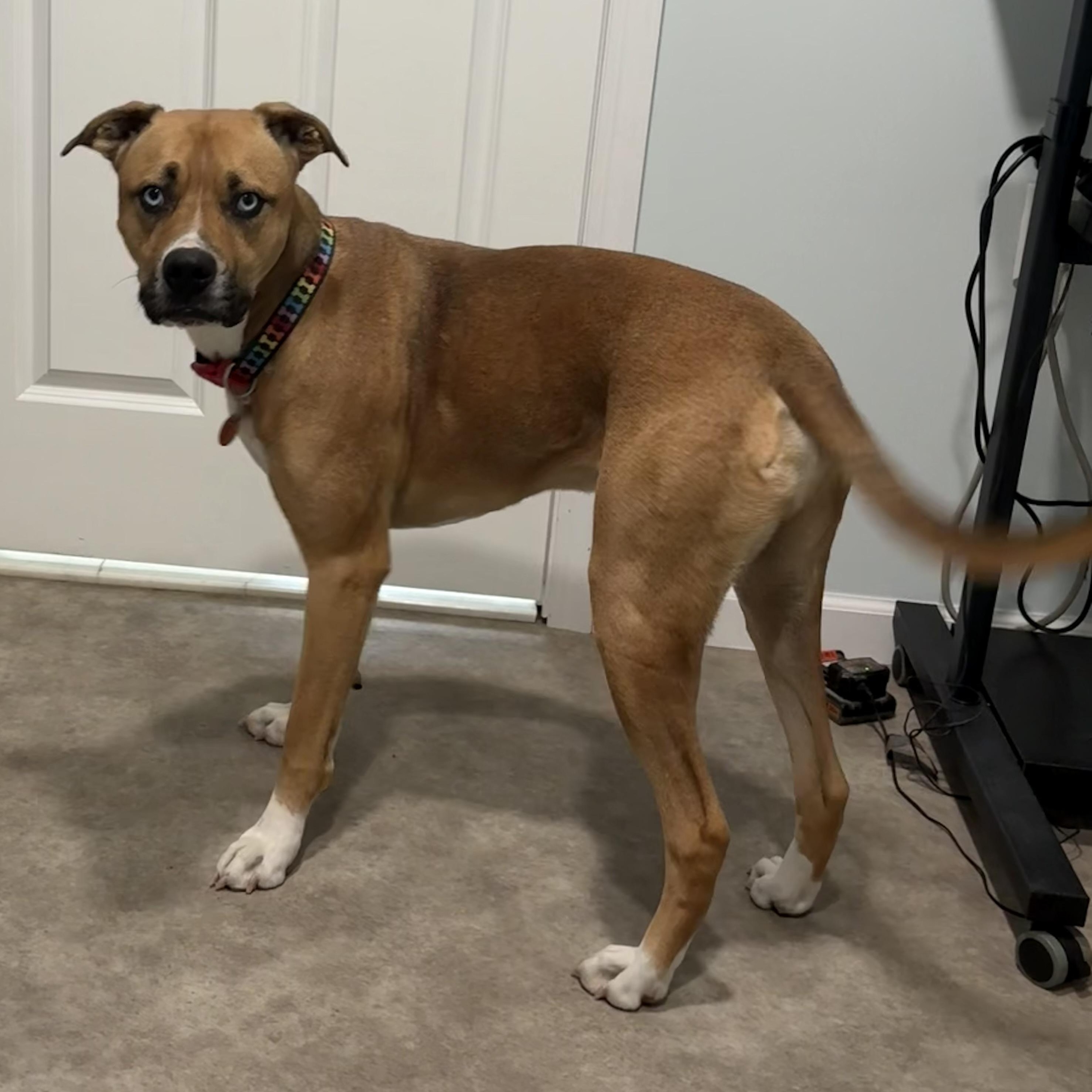 Enlarge Peppy, a ADOPTABLE mixed breed in Grant, NE image 1/4