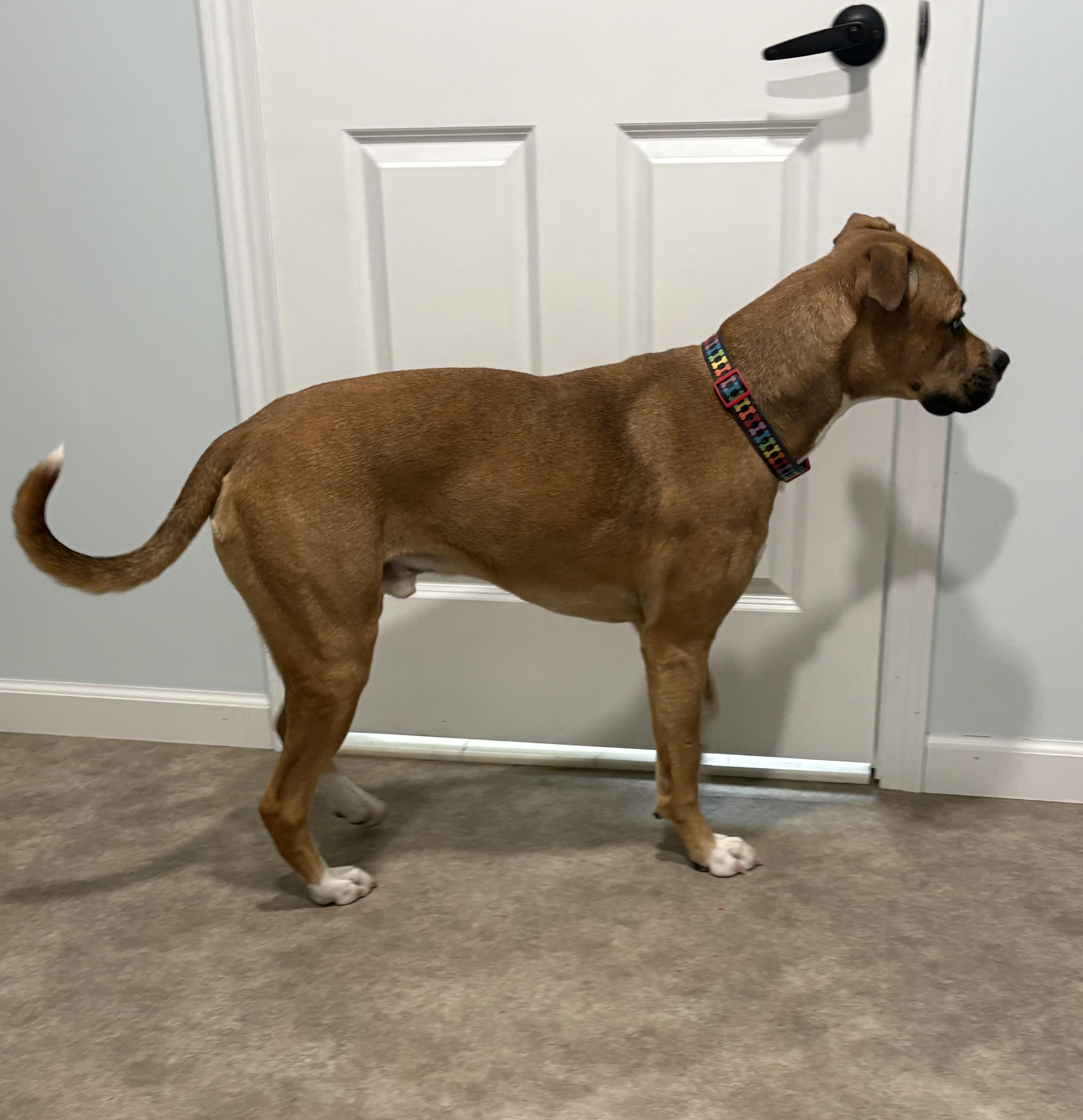 Enlarge Peppy, a ADOPTABLE mixed breed in Grant, NE image 3/4