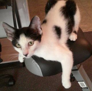 Panda, a Adoptable Tuxedo in Fayetteville, NC image 1/3