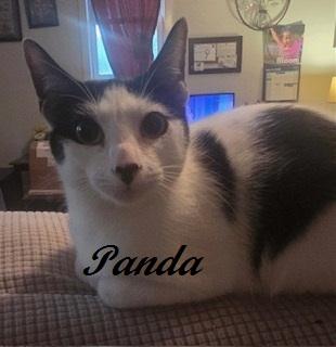 Enlarge Panda, a Adoptable Tuxedo in Fayetteville, NC image 1/5