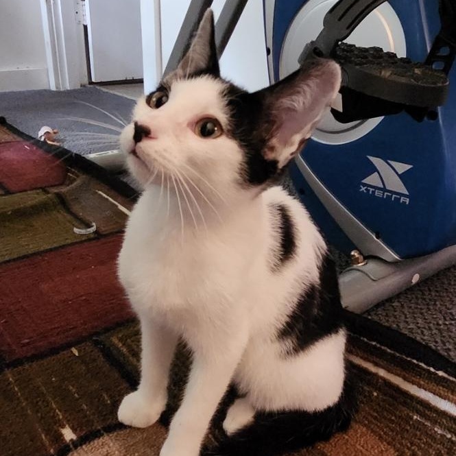 Panda, a Adoptable Tuxedo in Fayetteville, NC image 2/3